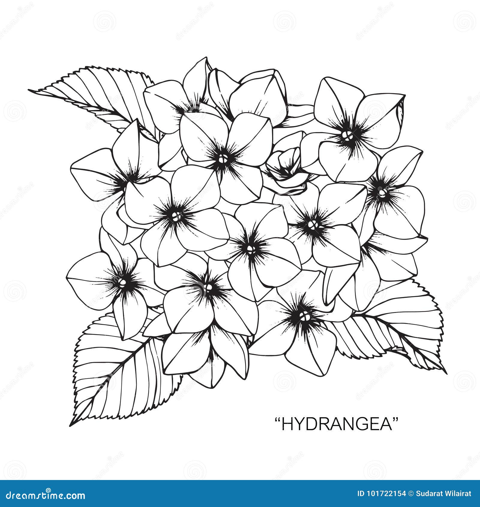 Desenho E Esboço De Flor De Hortênsia Ilustração do Vetor - Ilustração de  desenho, floral: 101722154, image size:1600x1690
