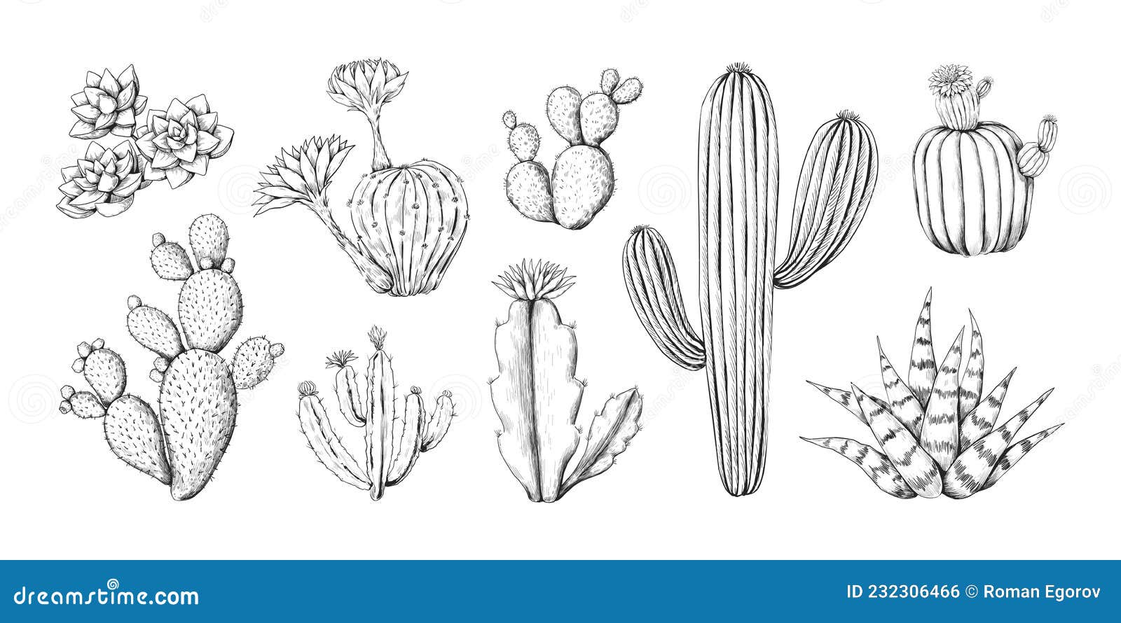 Cactus Deserto Planta Flor Flora Cactos De Desenhos Animados Suculentos.  Planta De Cactos Espinhoso Espinhoso Espinhoso. Deserto Mexicano Tropical  Cacto Verão Jardim Planta. Houseplant Vetor Exótico Cacto Verde Flor  Deserto. Royalty Free