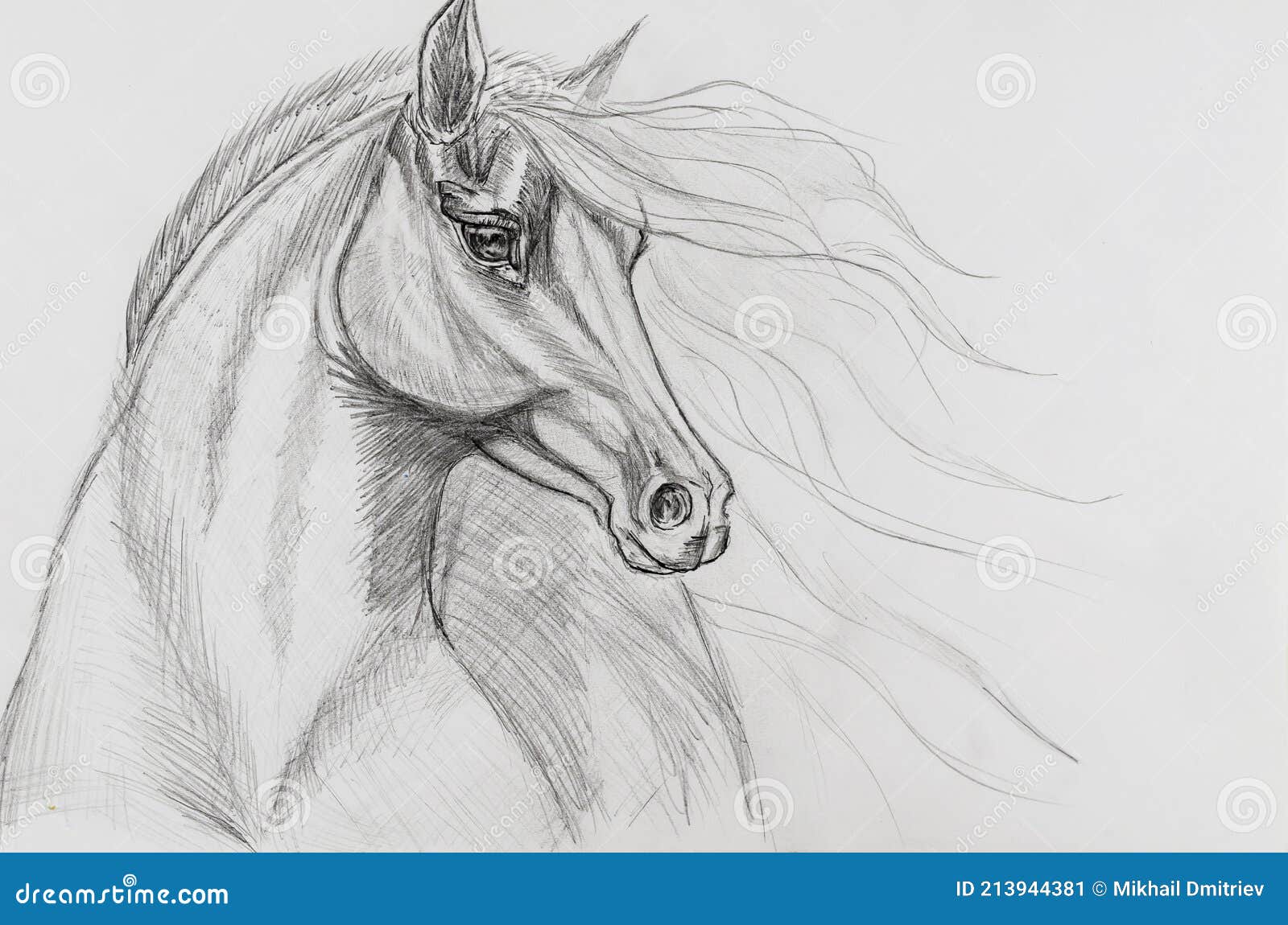 Esboço de papel de desenho de cavalo, frente de cavalo, cavalo, lápis,  monocromático png