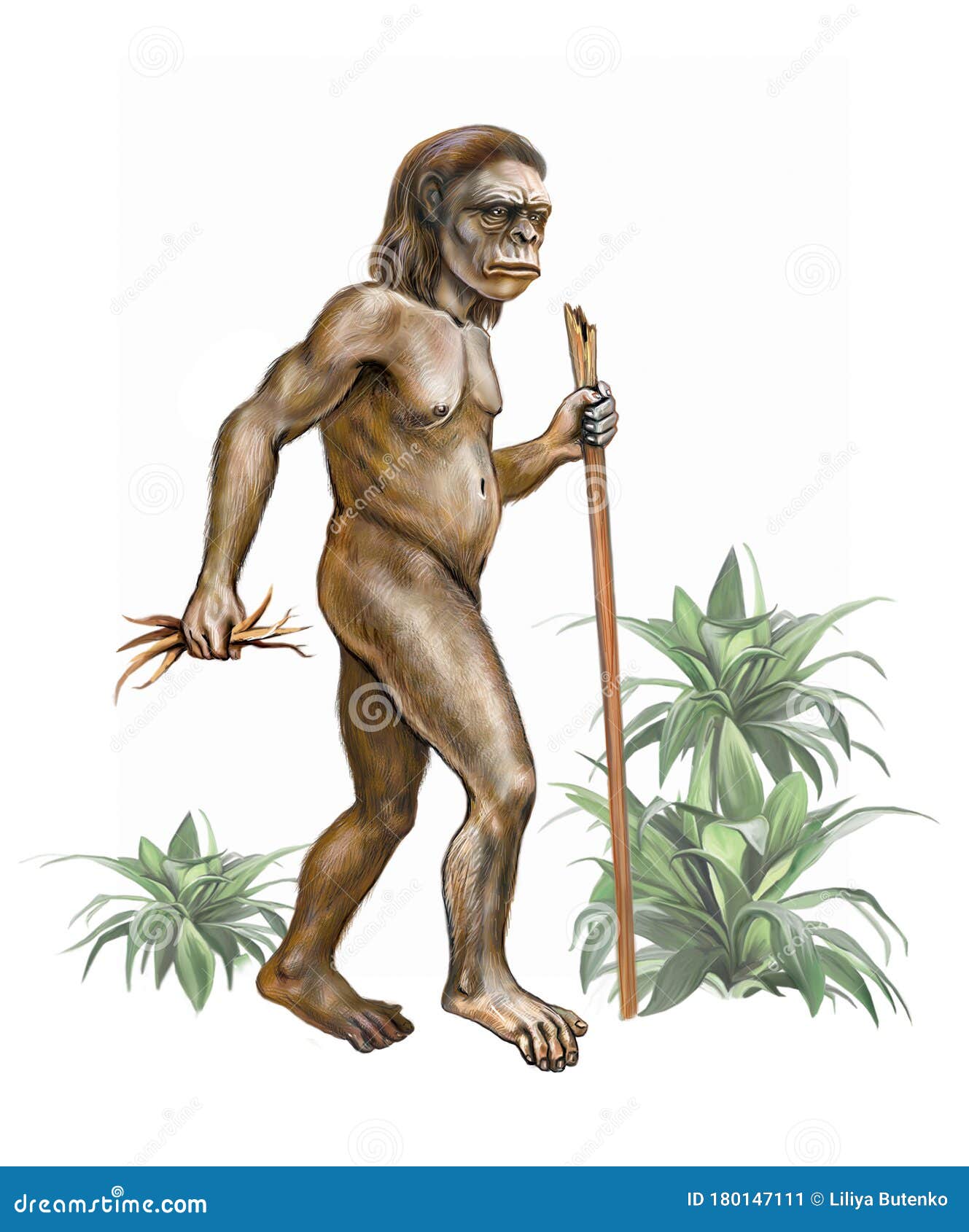 Evolução Humana Macaco Australopithecus Homo Sapiens Desenho Realista  Ilustração Para fotos, imagens de © Liliya.Butenko #356231568