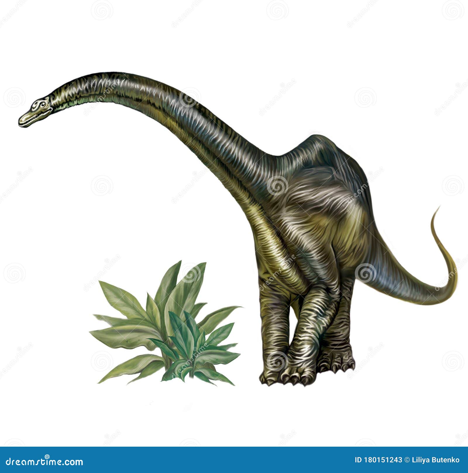 Desenho Realista Dinossauro Brontossauro Ilustração Stock