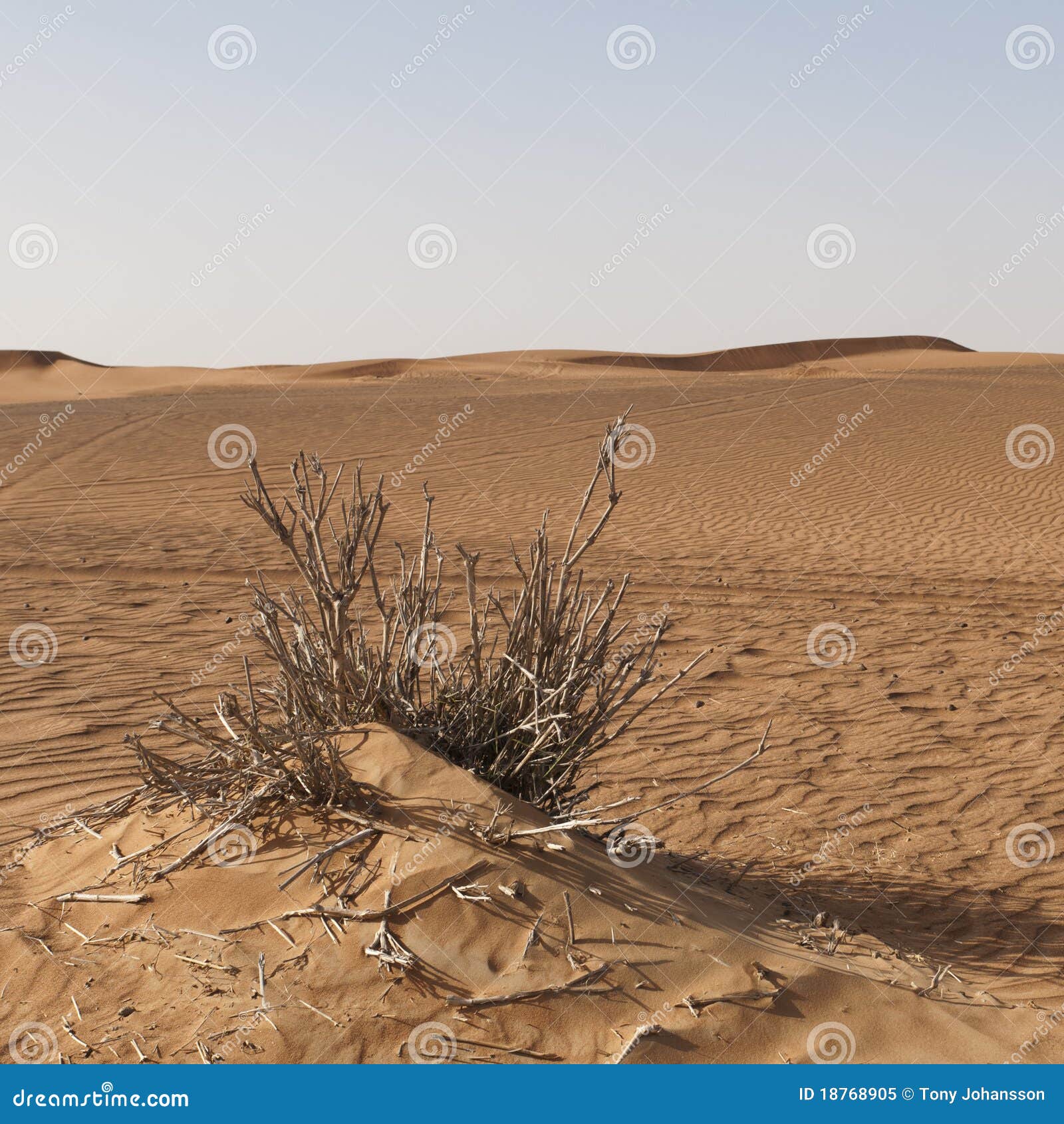 Desert of sand and grass outside Dubai in UAE.