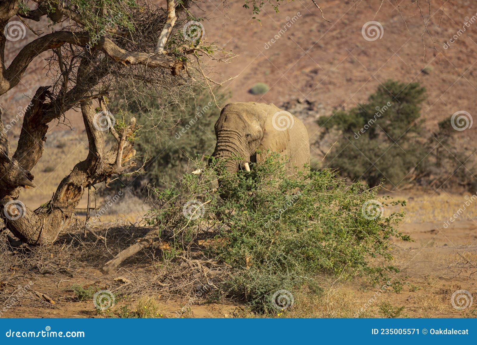 desert african bull elephant foraging on broken tree branch
