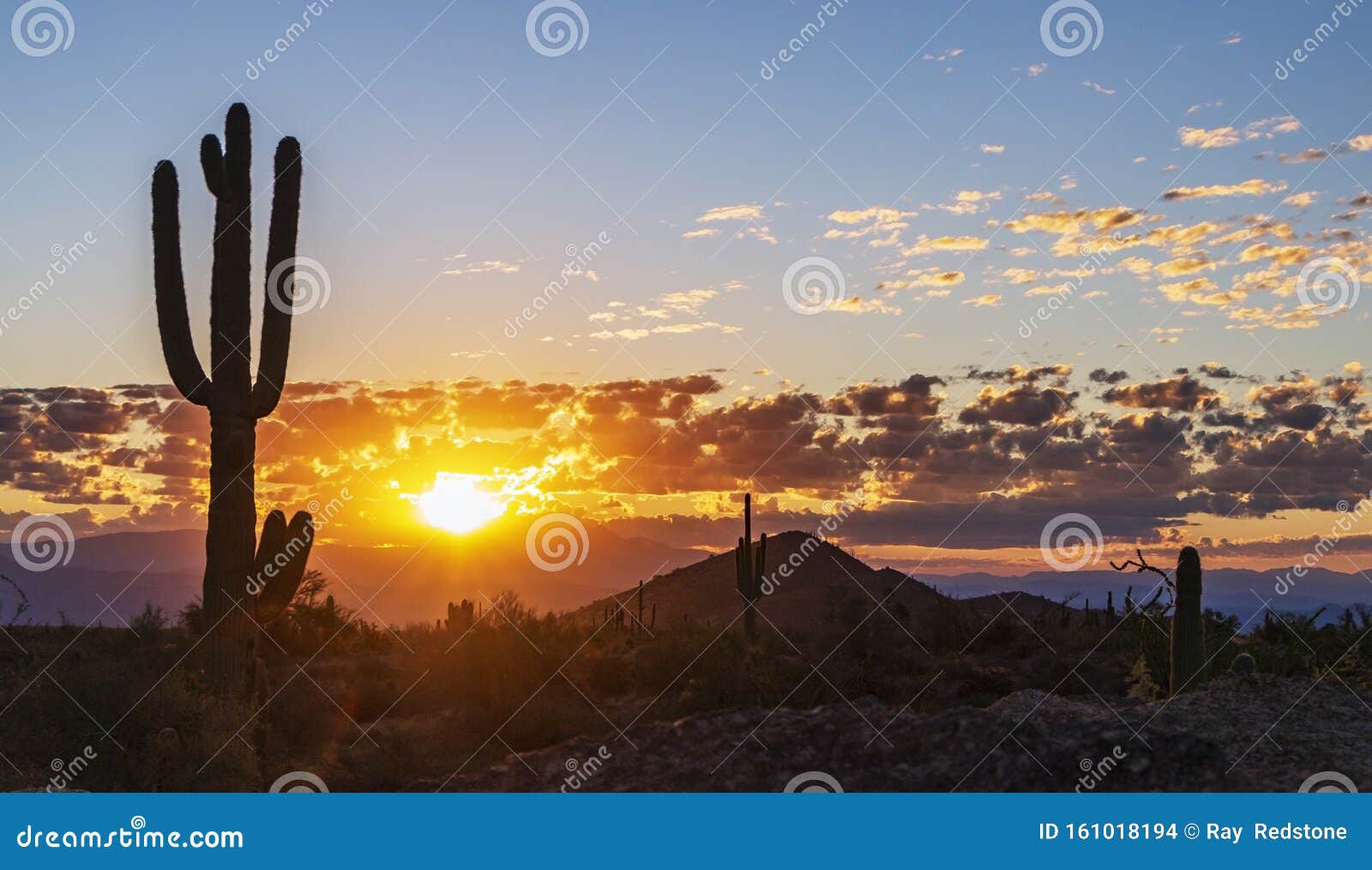 Desert AZ Sunrise Skies with Cactus Stock Photo - Image of outdoors ...