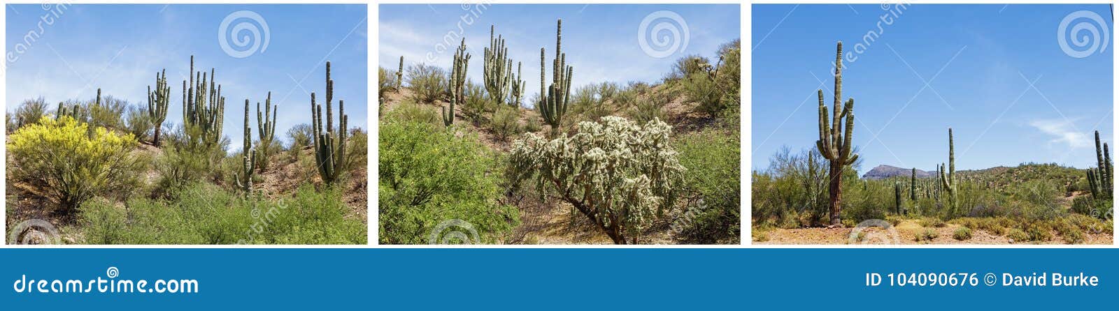 saguaro cactus southwestern desert scene collage