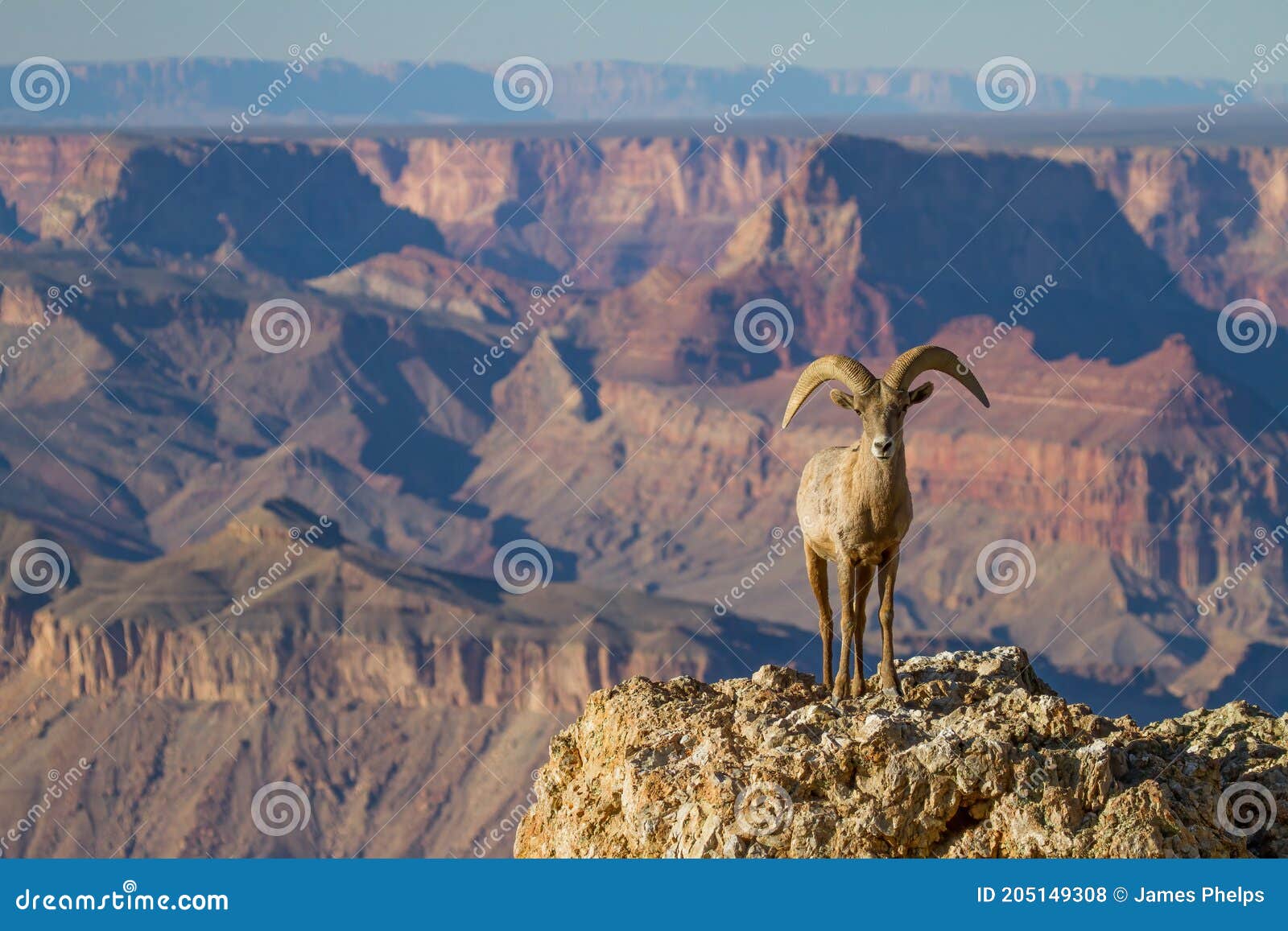 desert big horn ram sheep at grand canyon