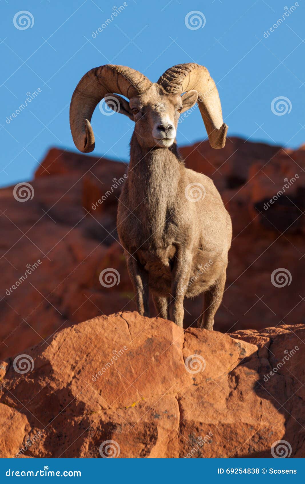 desert bighorn sheep ram posing