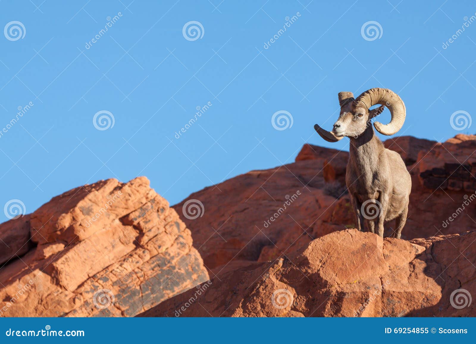 desert bighorn sheep ram on rock