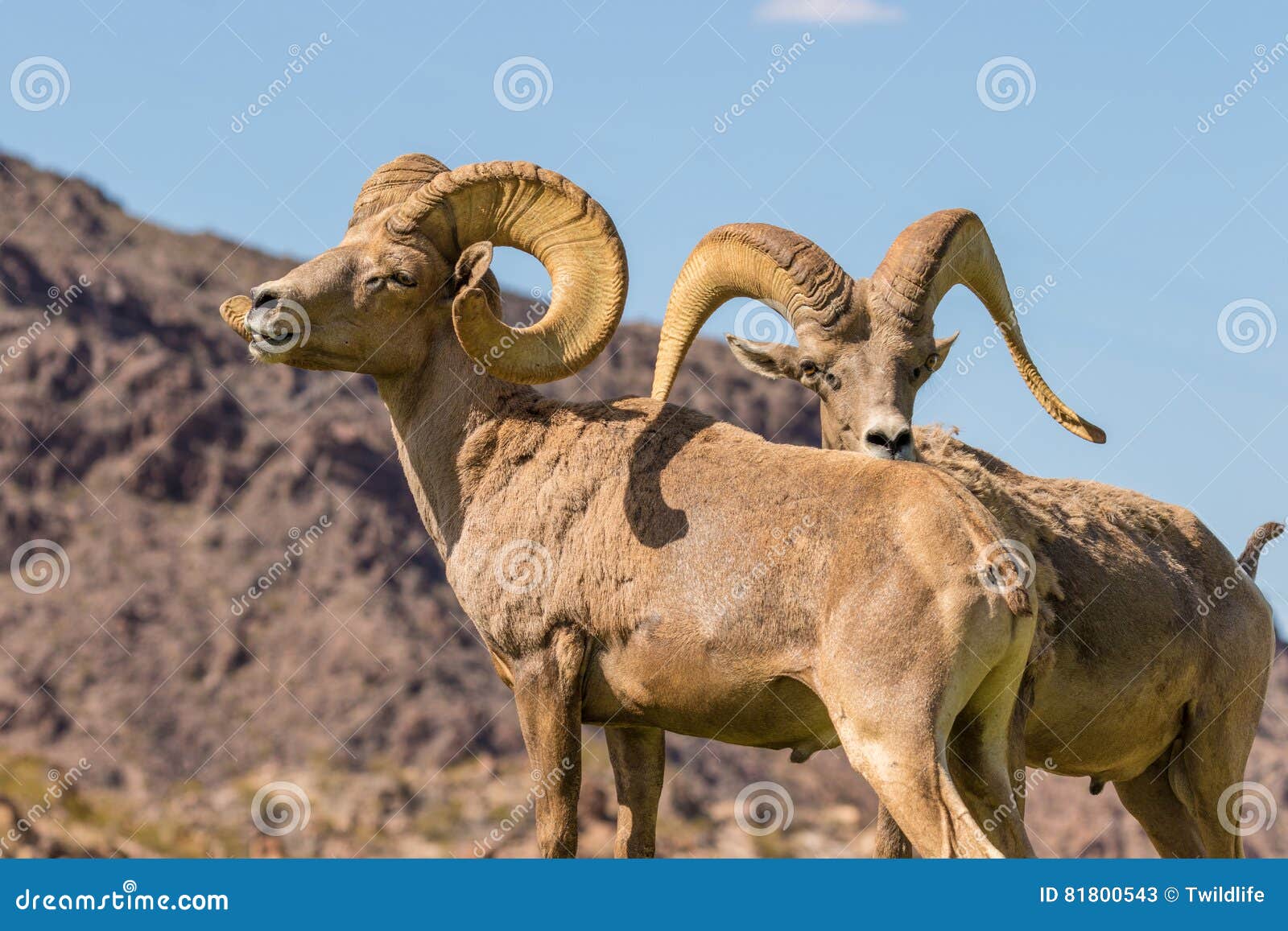 desert bighorn sheep rams