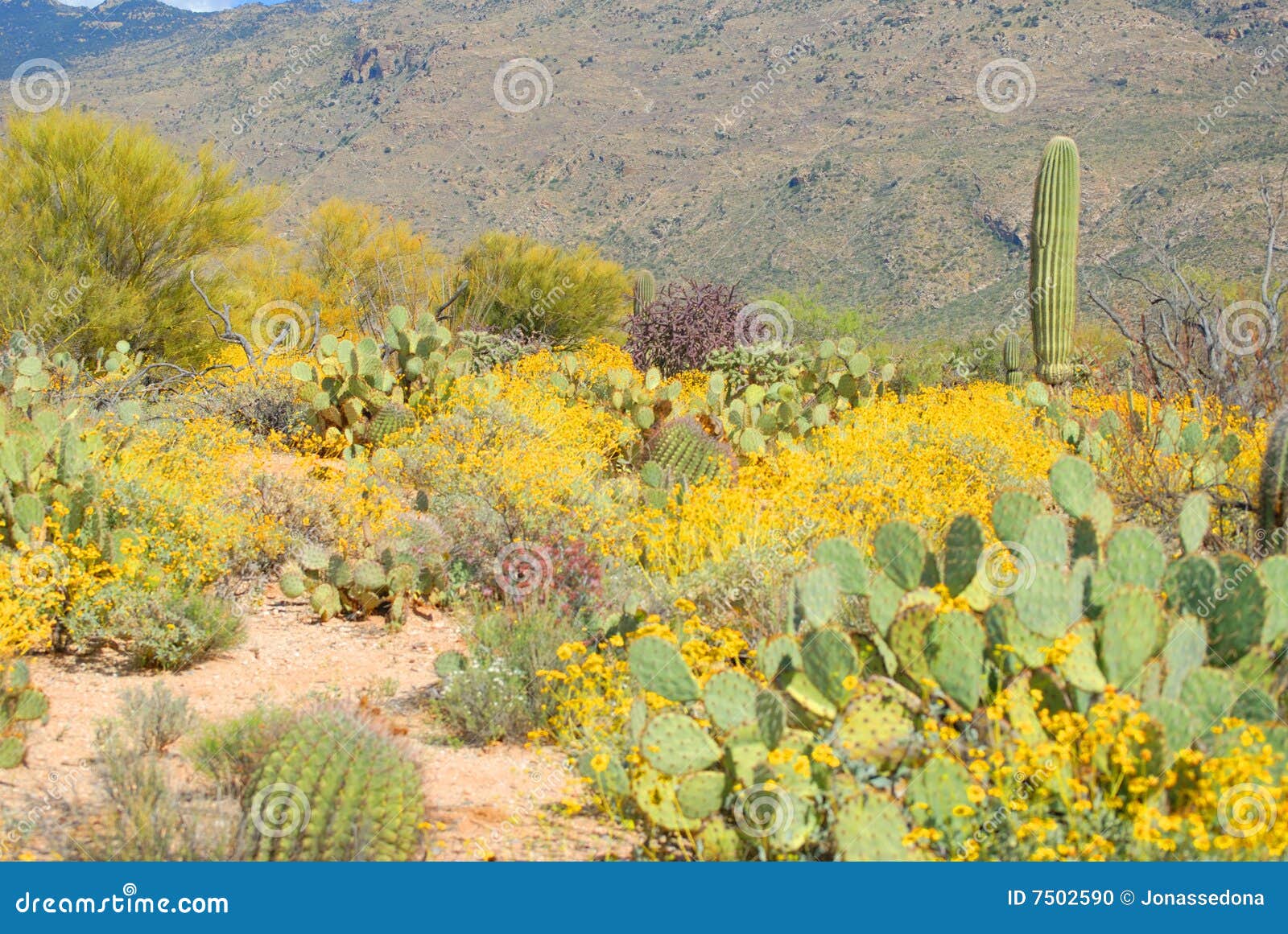 Desert in bloom stock photo. Image of shrubland, saquaro - 7502590