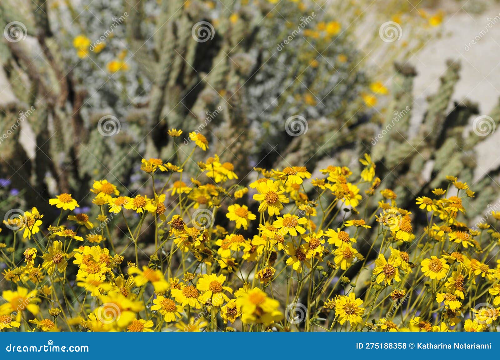 desert bloom series - brittlebush - encelia farinosa