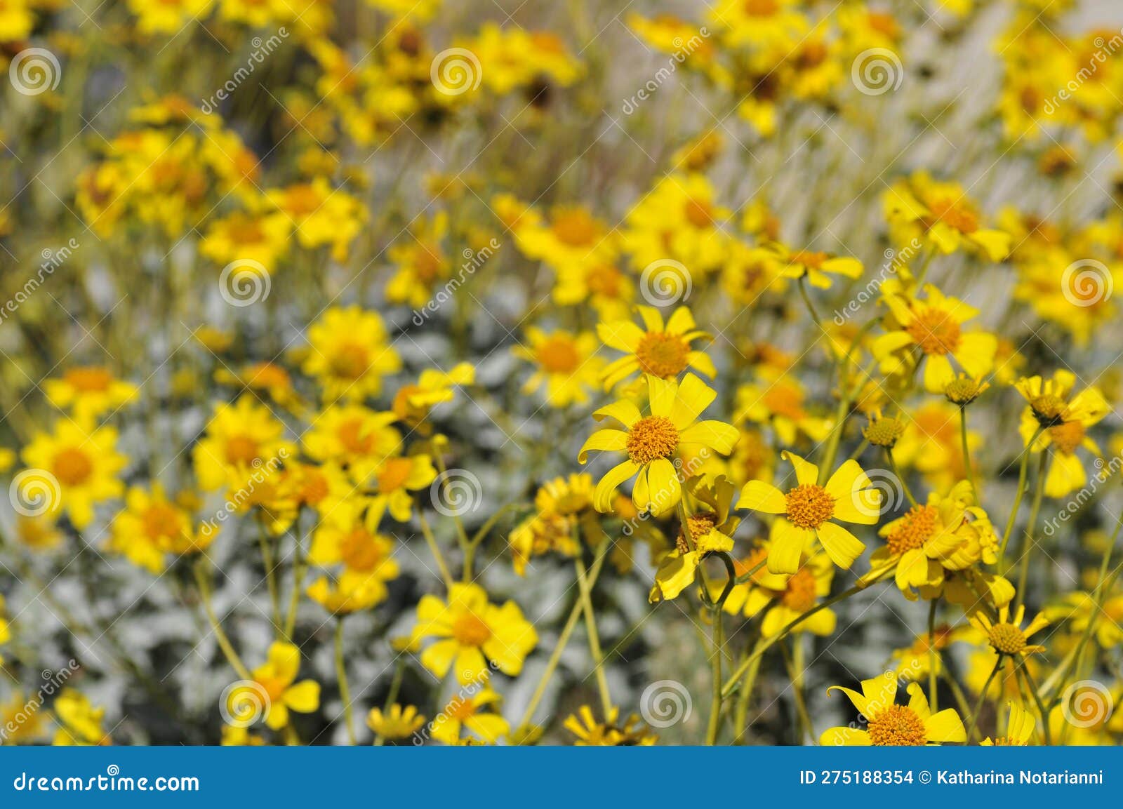 desert bloom series - brittlebush - encelia farinosa