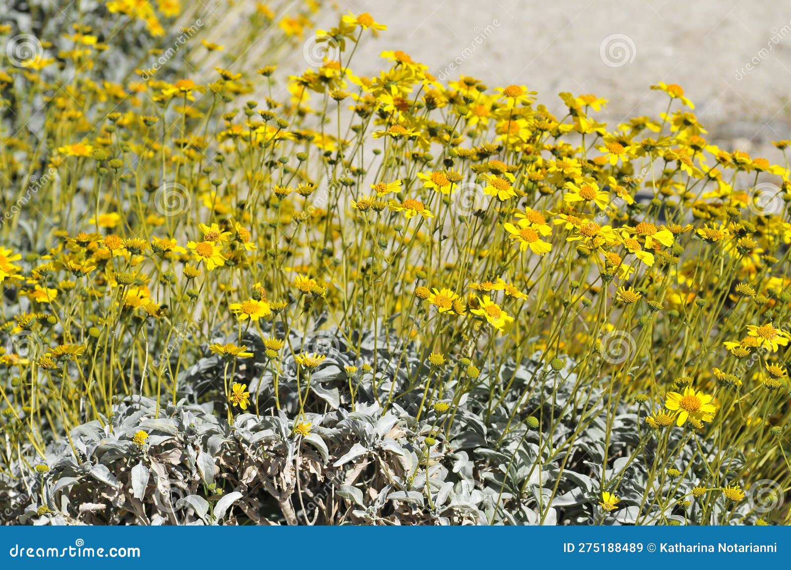 desert bloom series - brittlebush - encelia farinosa