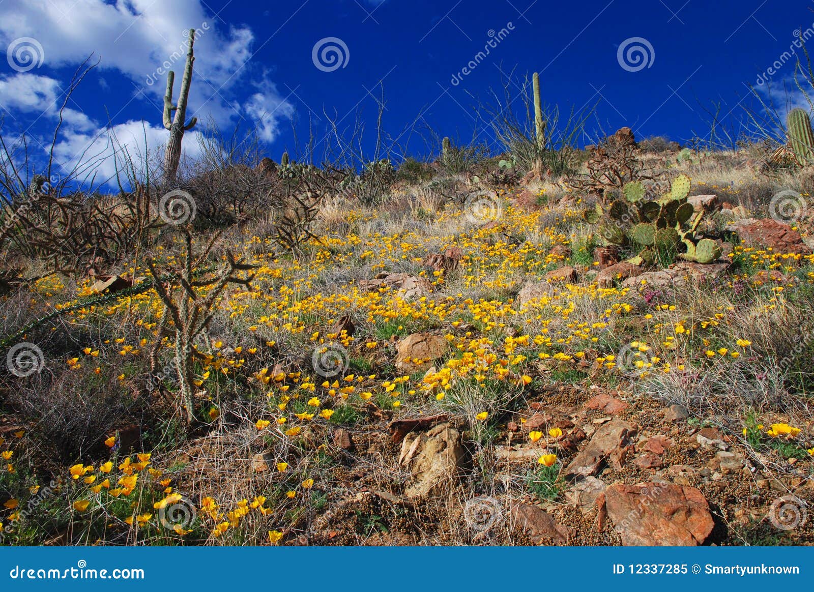 Desert blossom stock image. Image of park, national, hike 12337285