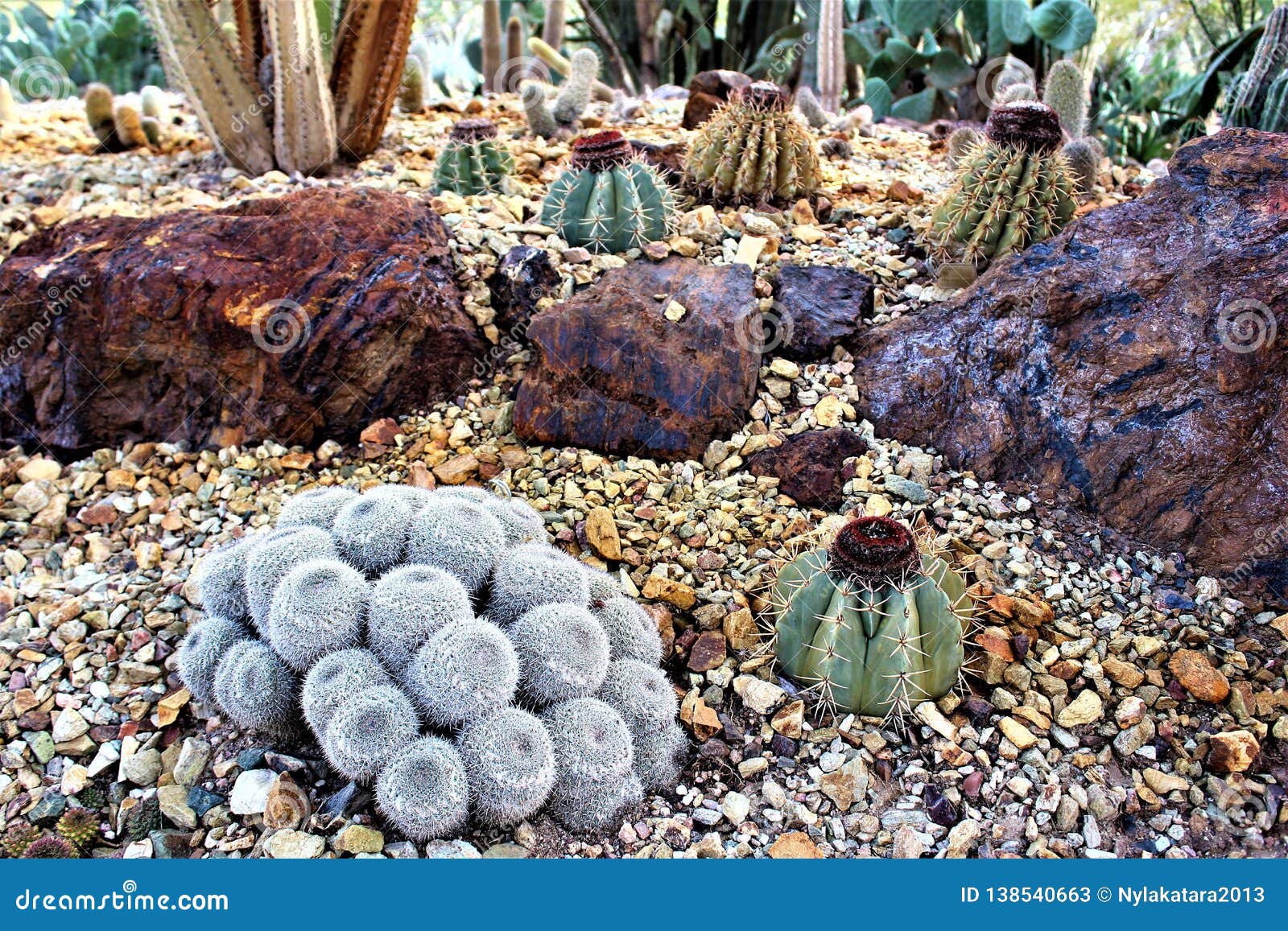 Desert Botanical Garden Phoenix Arizona United States Stock