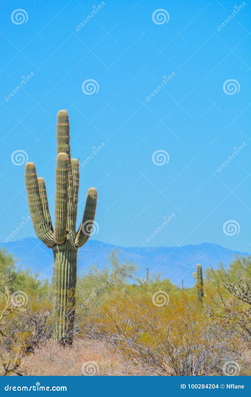 Desert Cactus Landscape in Arizona Stock Photo - Image of region