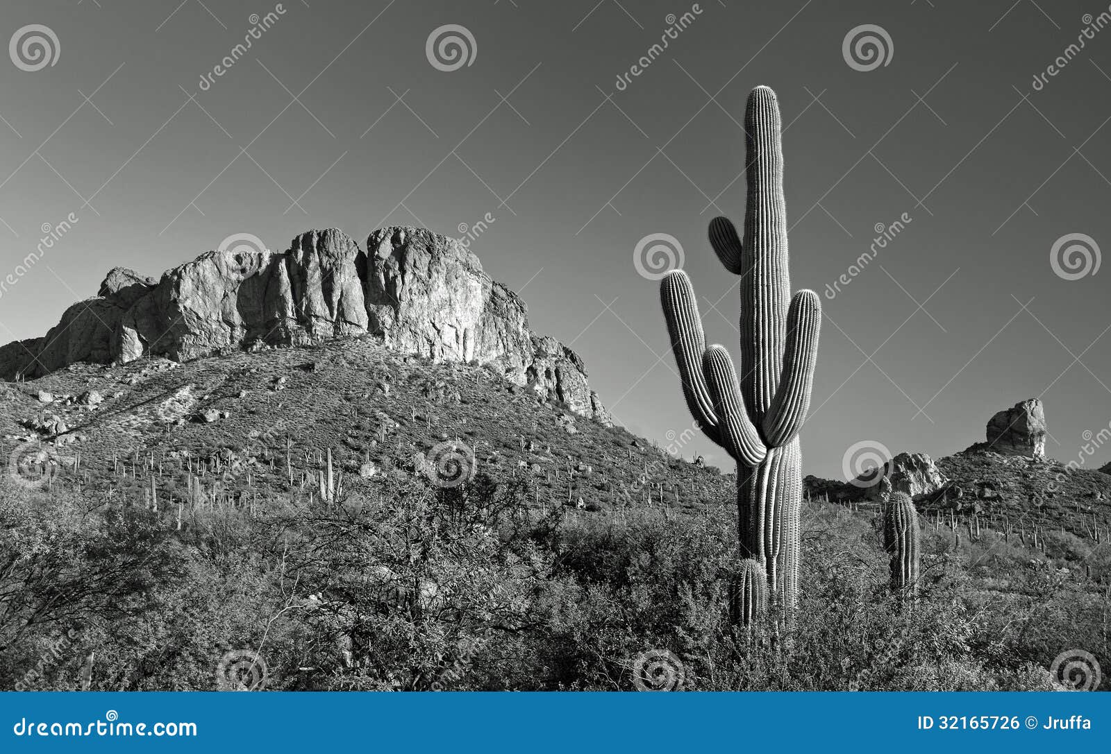 desert cactus and mountain panorama