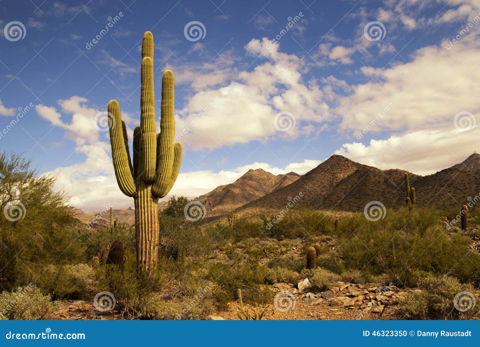 desert cactus and mountains landscape