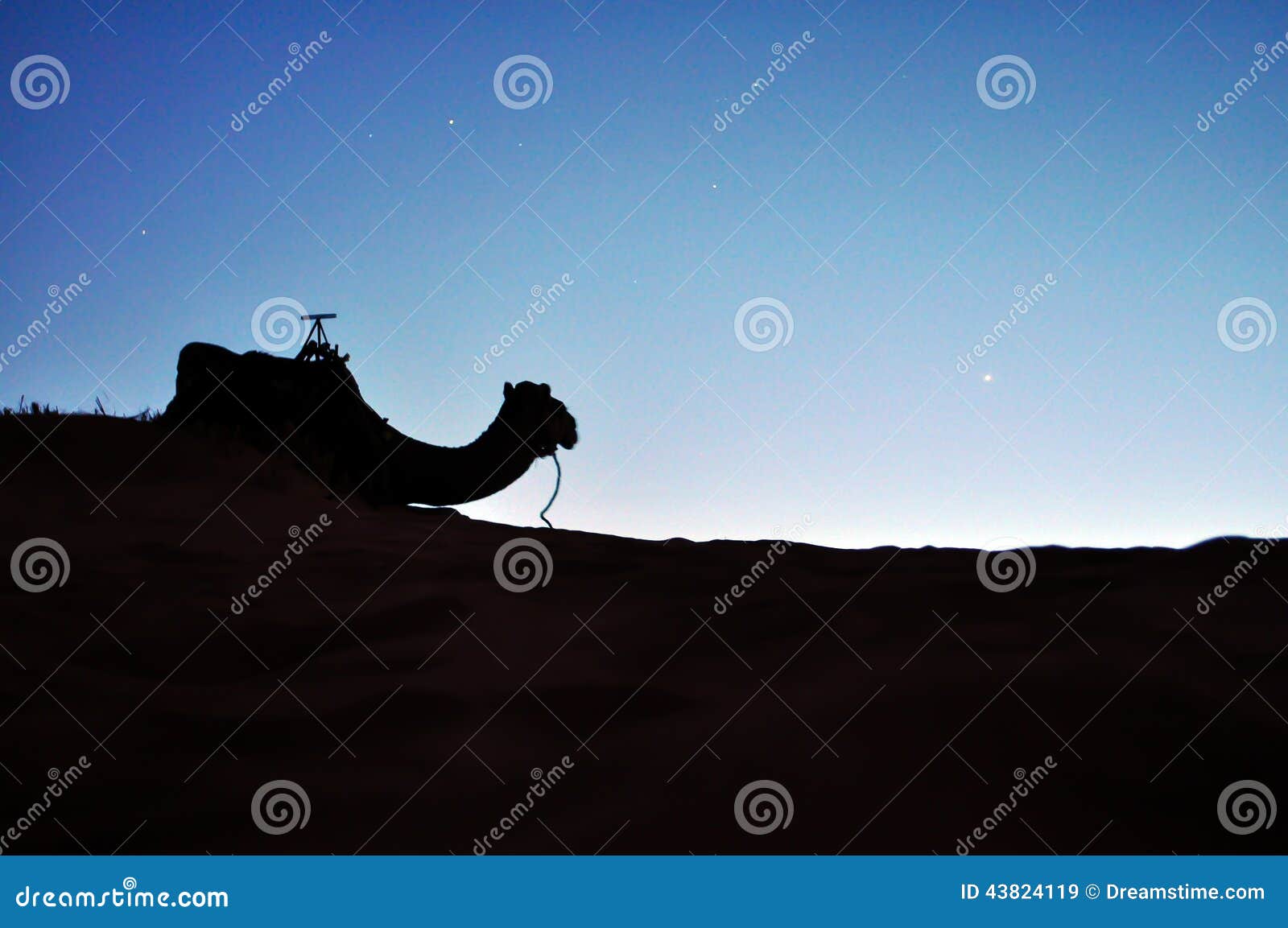 desert camel silhouette