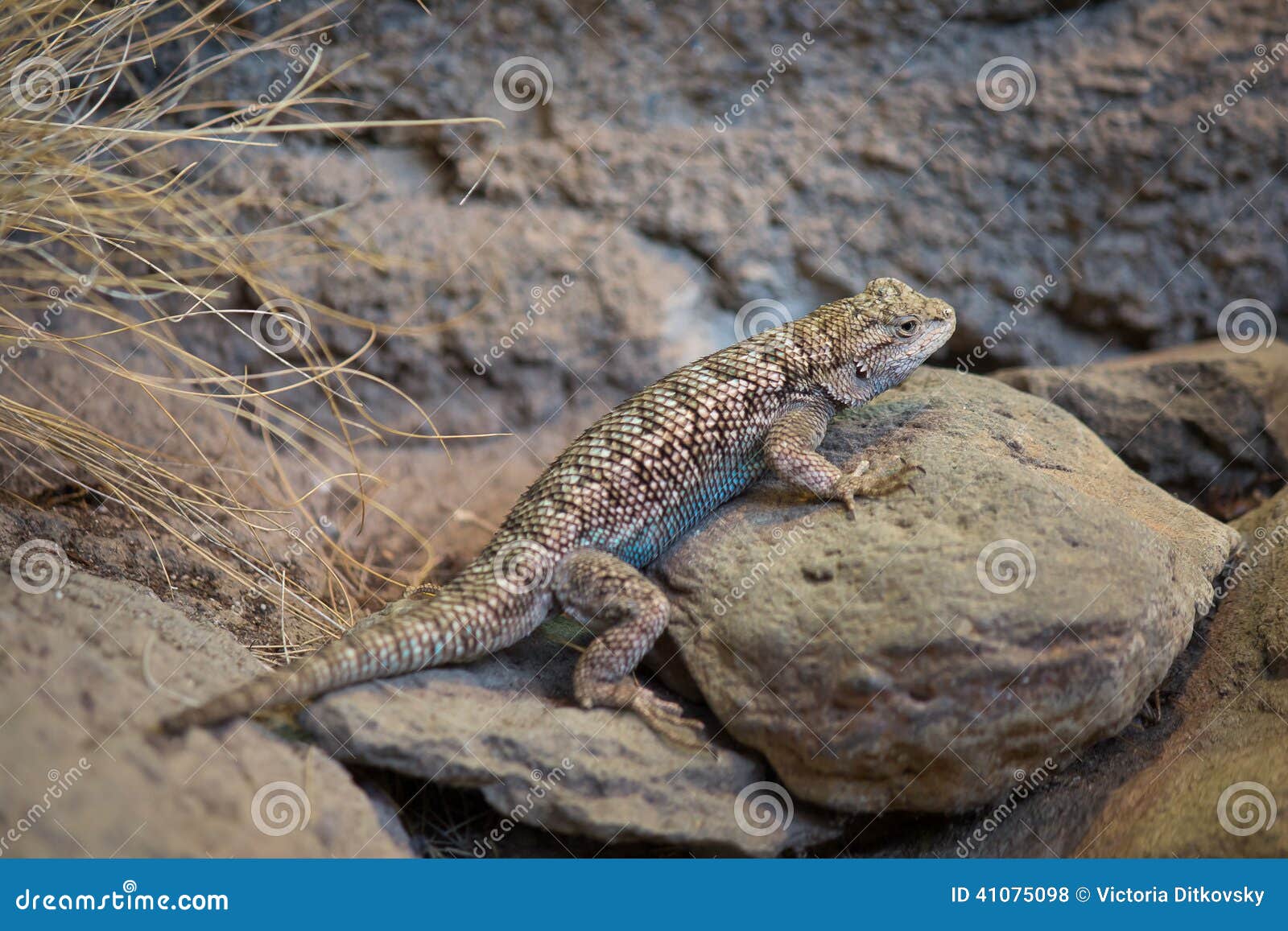 Desert Collared Lizard stock photo. Image of animal, nature 41075098