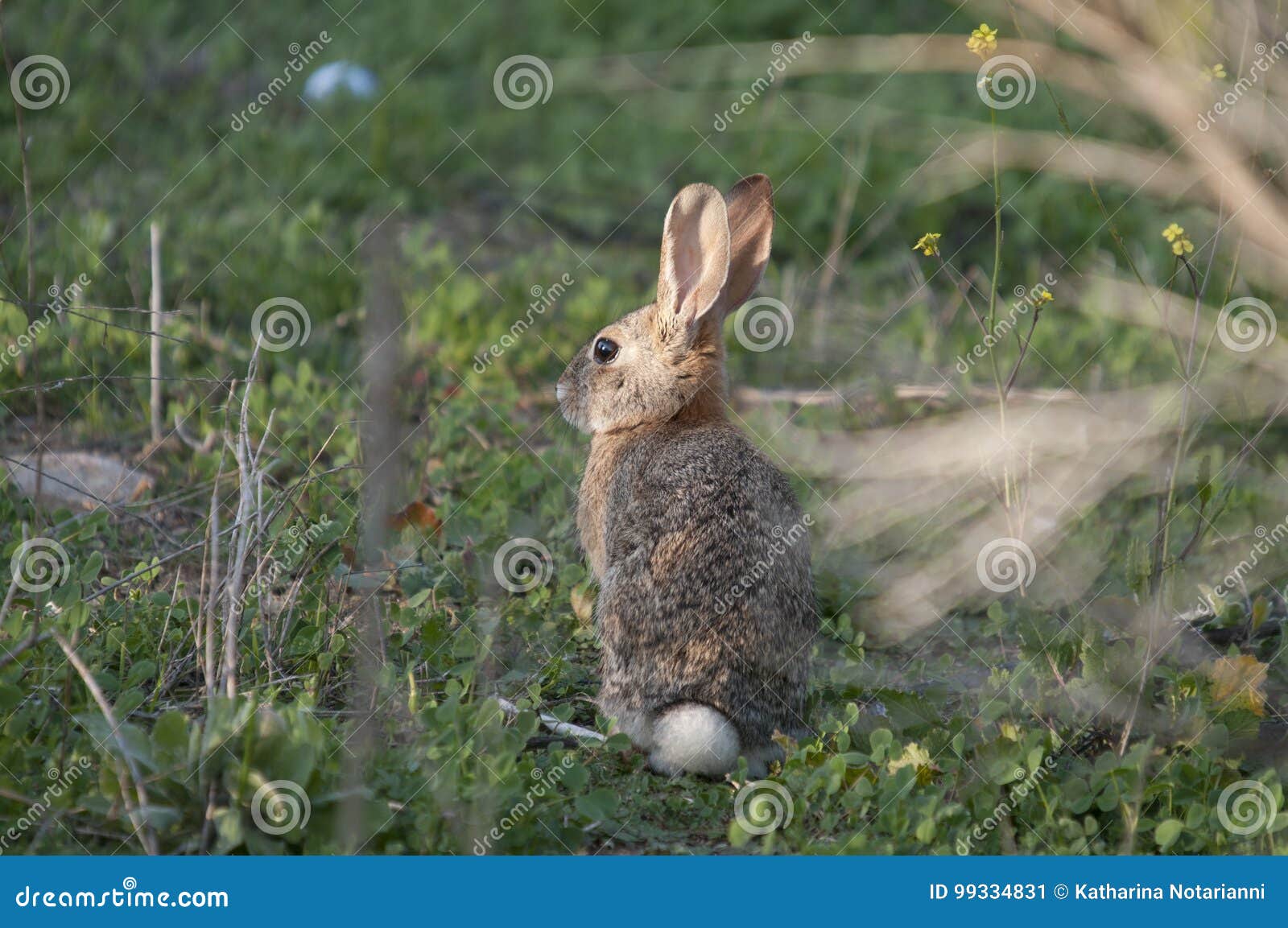 desert cottontail rabbit sylvilagus audubonii in the meadow