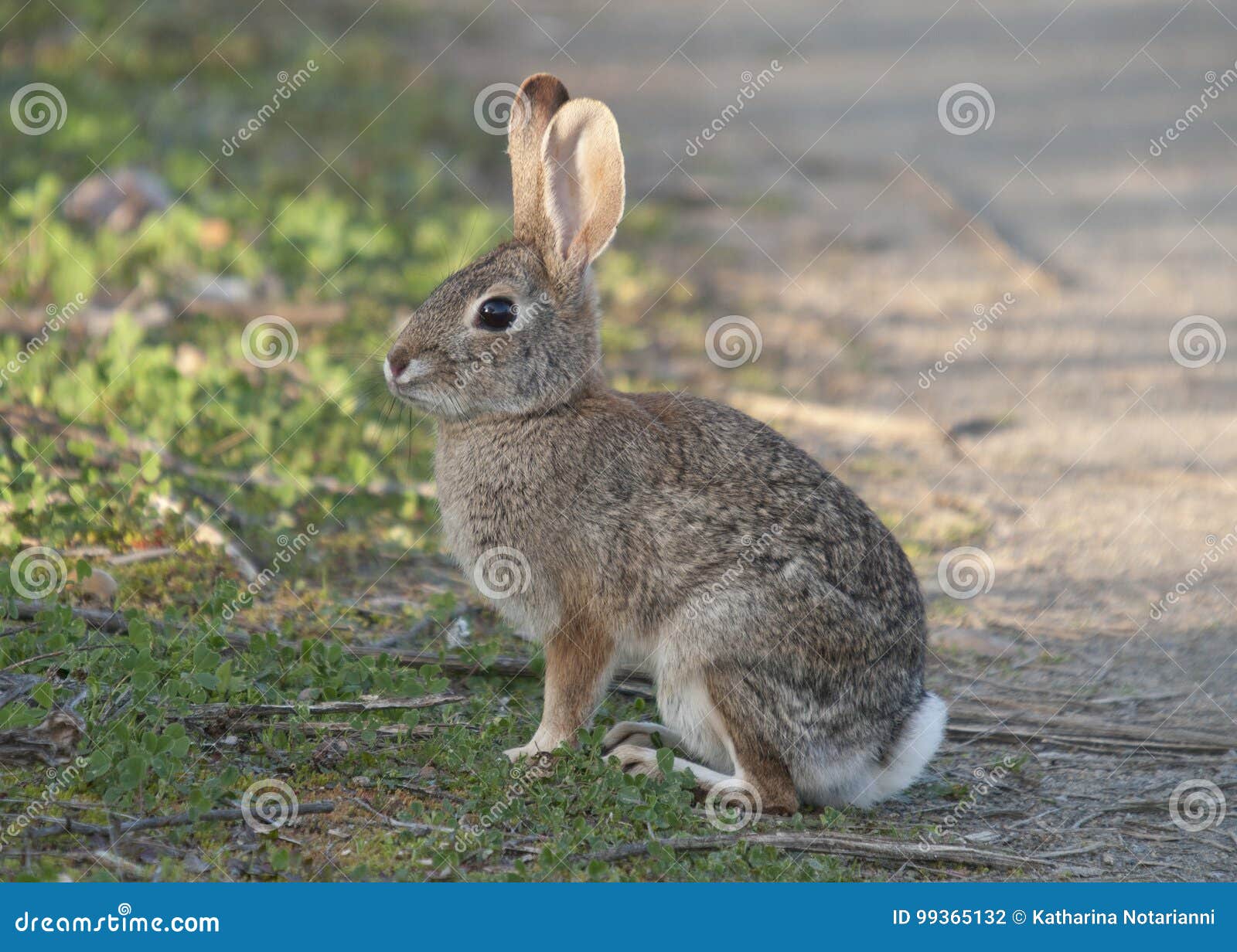 desert cottontail rabbit sylvilagus audubonii in the meadow