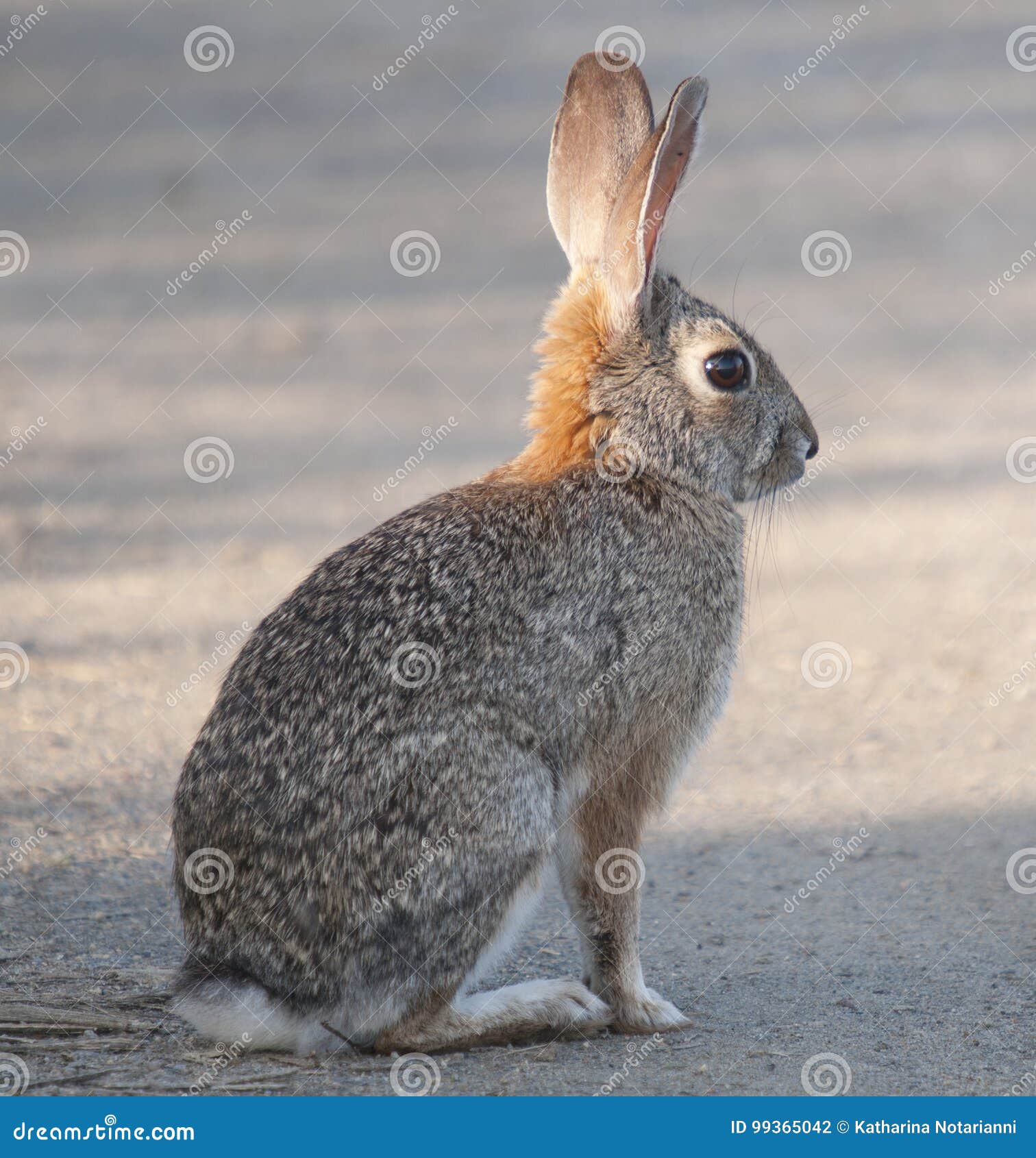 desert cottontail rabbit sylvilagus audubonii