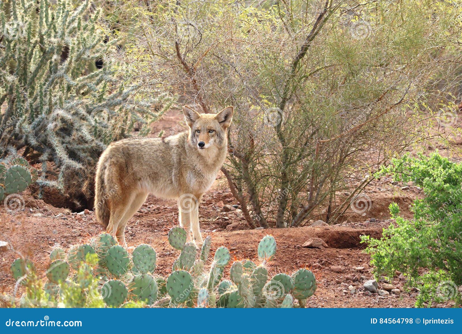 desert coyote