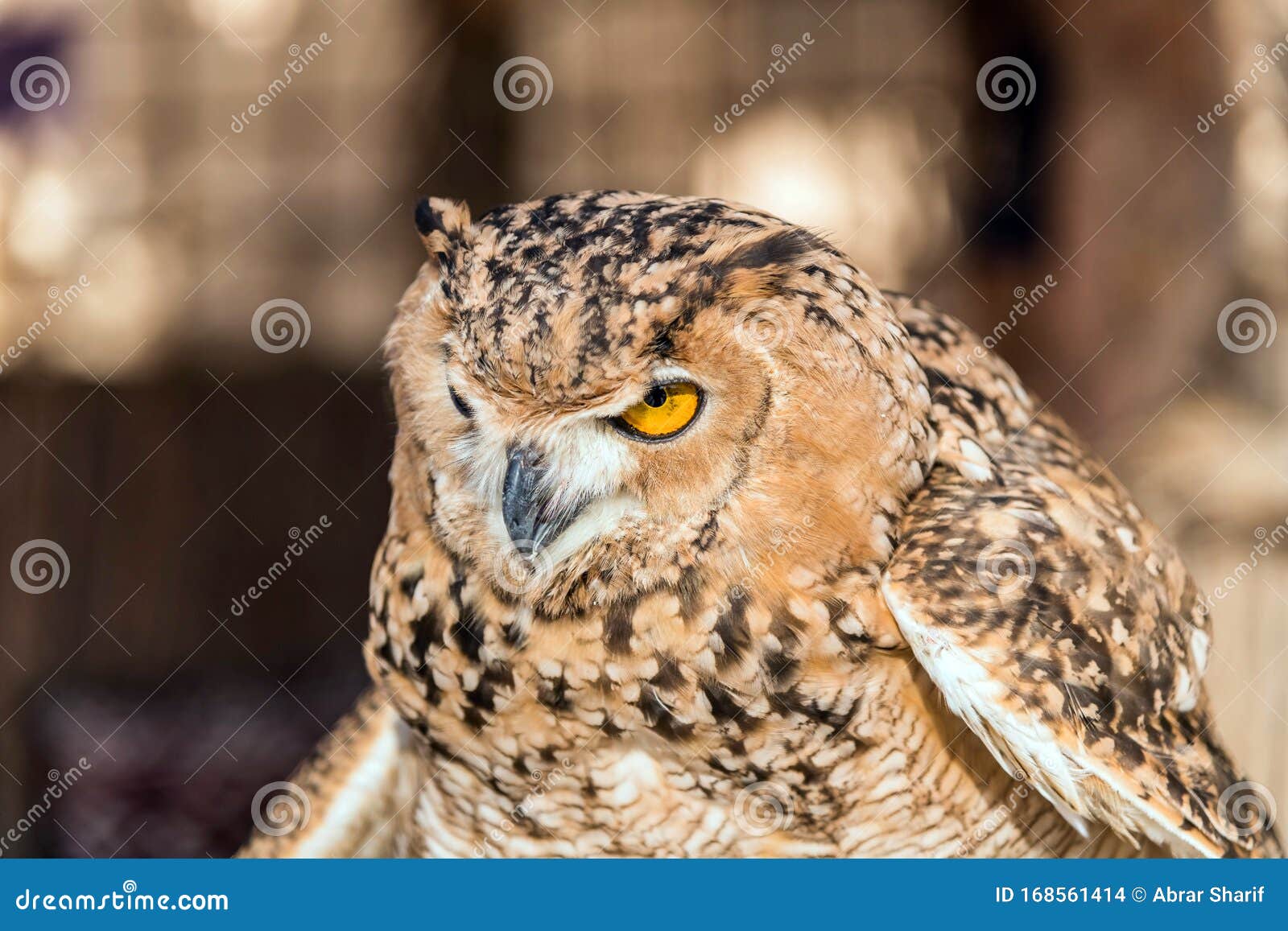 Brown Desert Eagle Owl is a Species of Owl Having Super Binocular