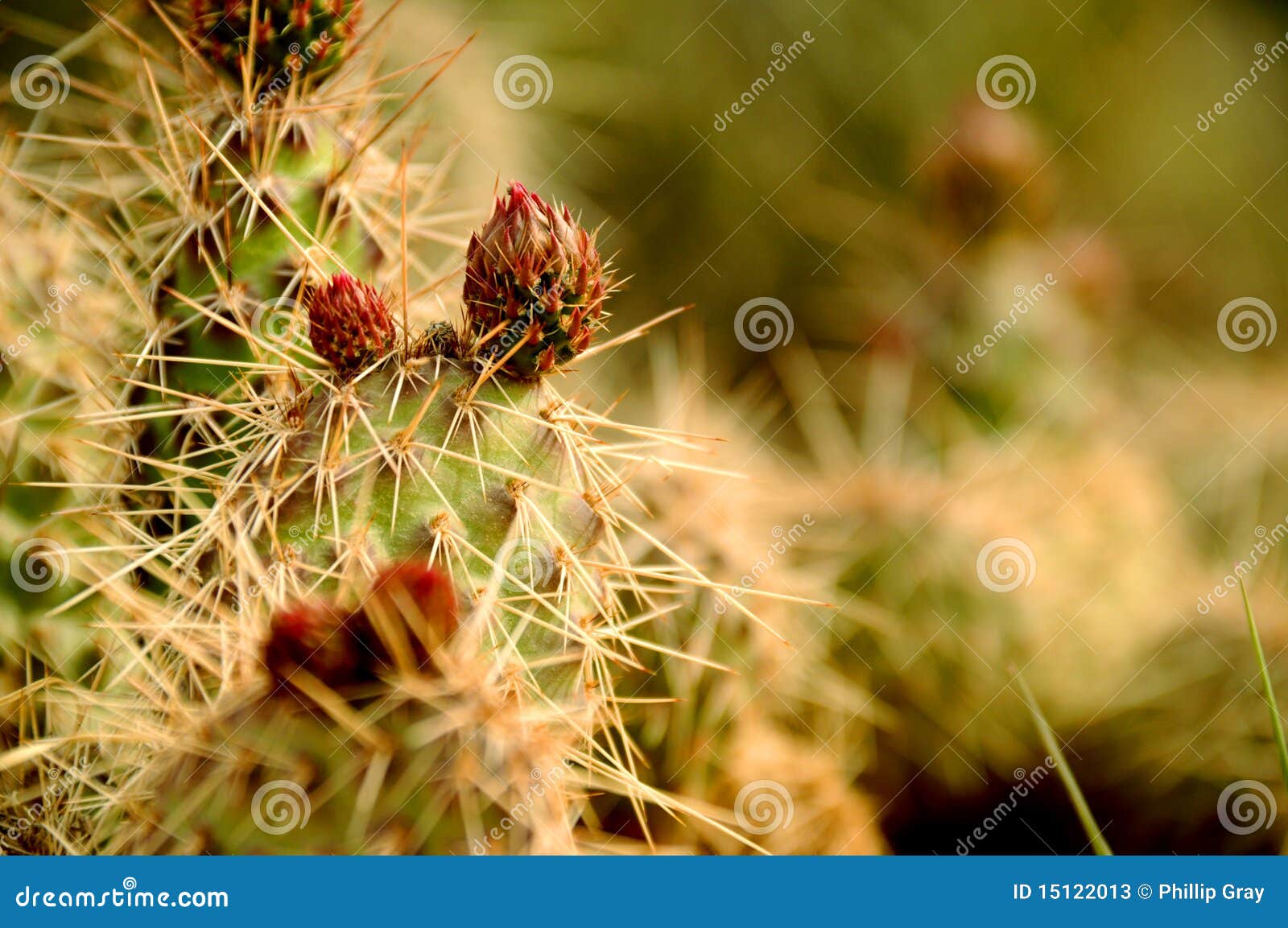 Desert Flowers stock image. Image of fruit, flower, desert 15122013