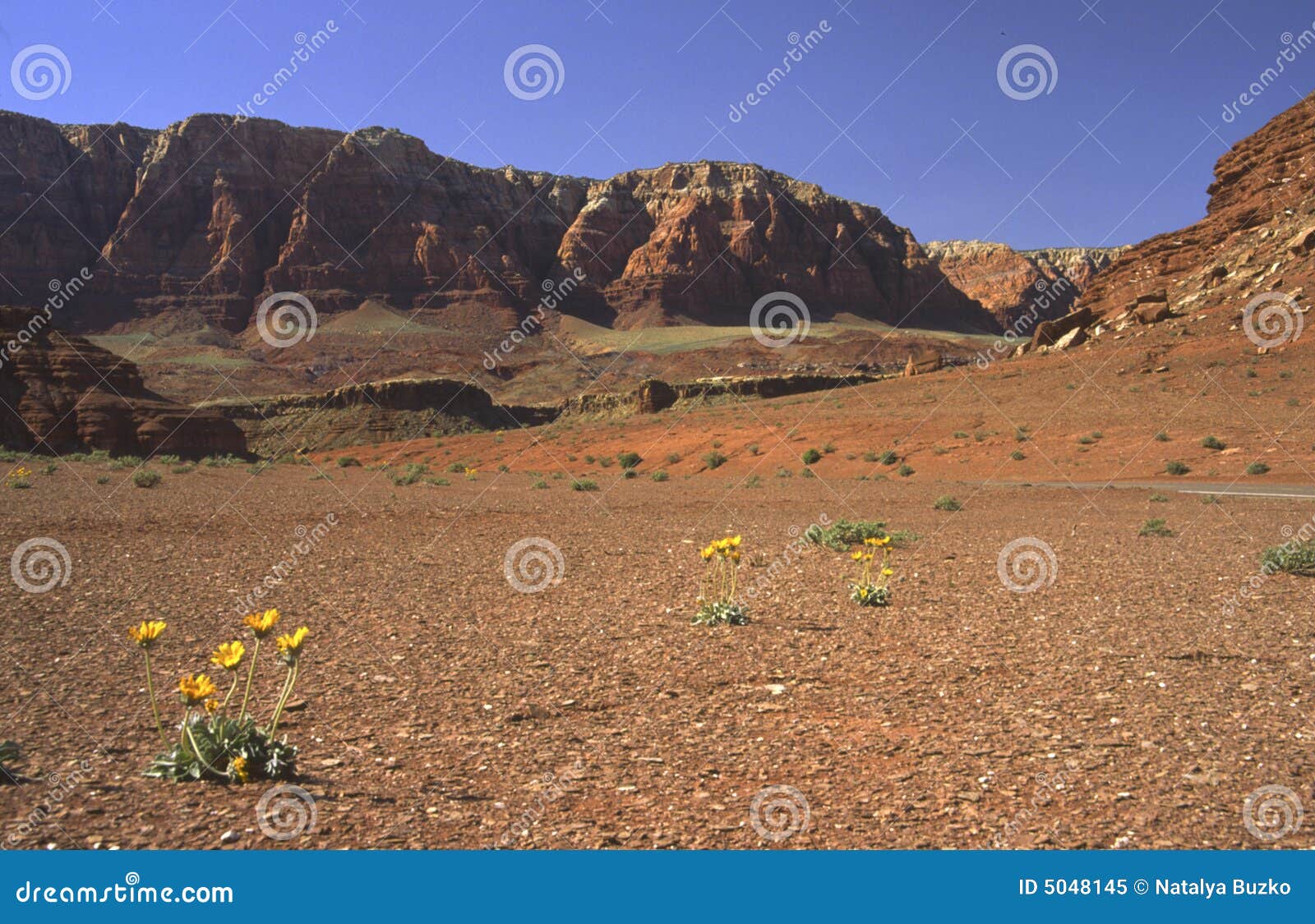 Desert Flowers in Northern Arizona Stock Image Image of scenic