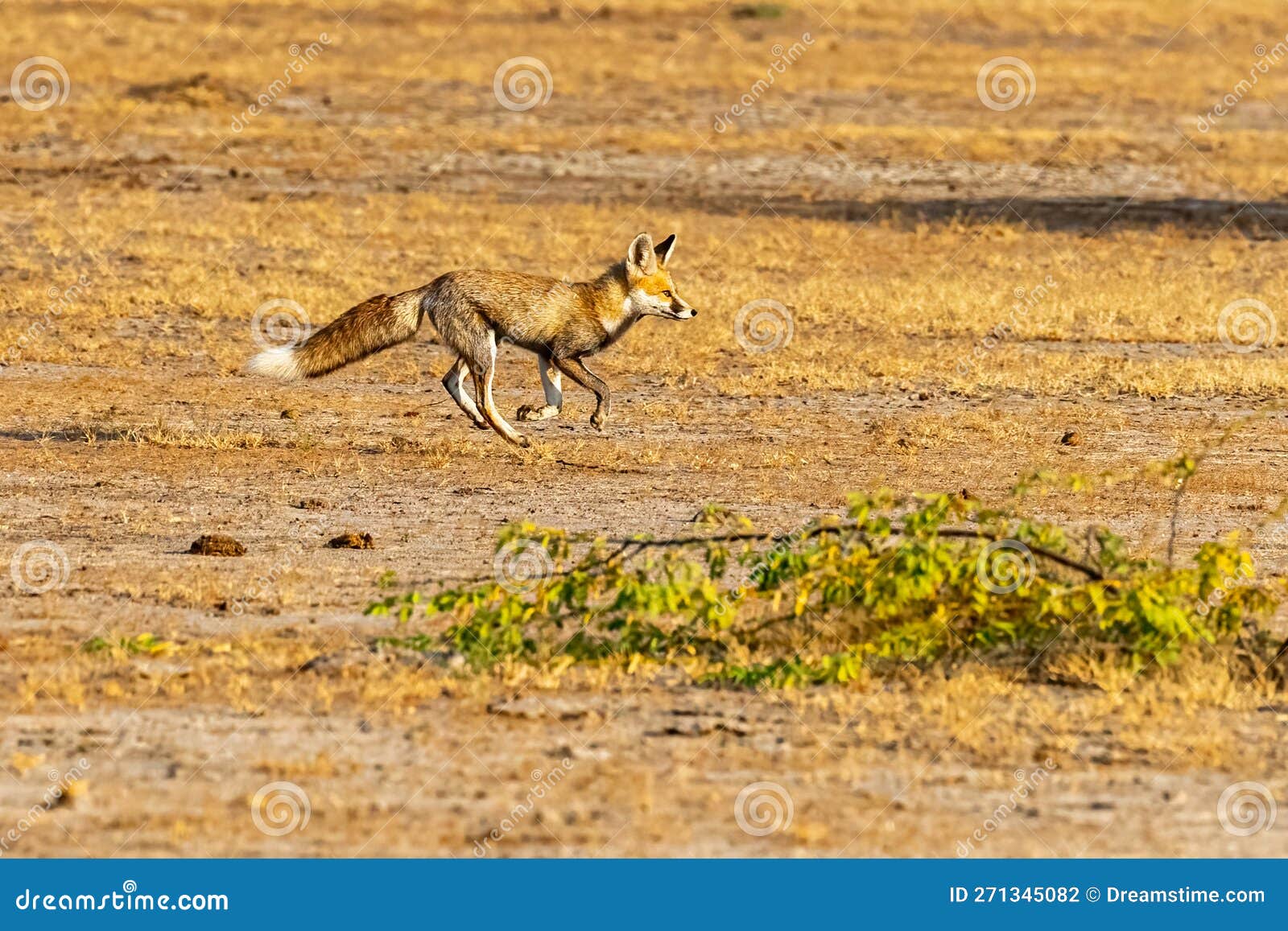 A Desert Fox Running in Field Stock Photo Image of contact, nature 271345082