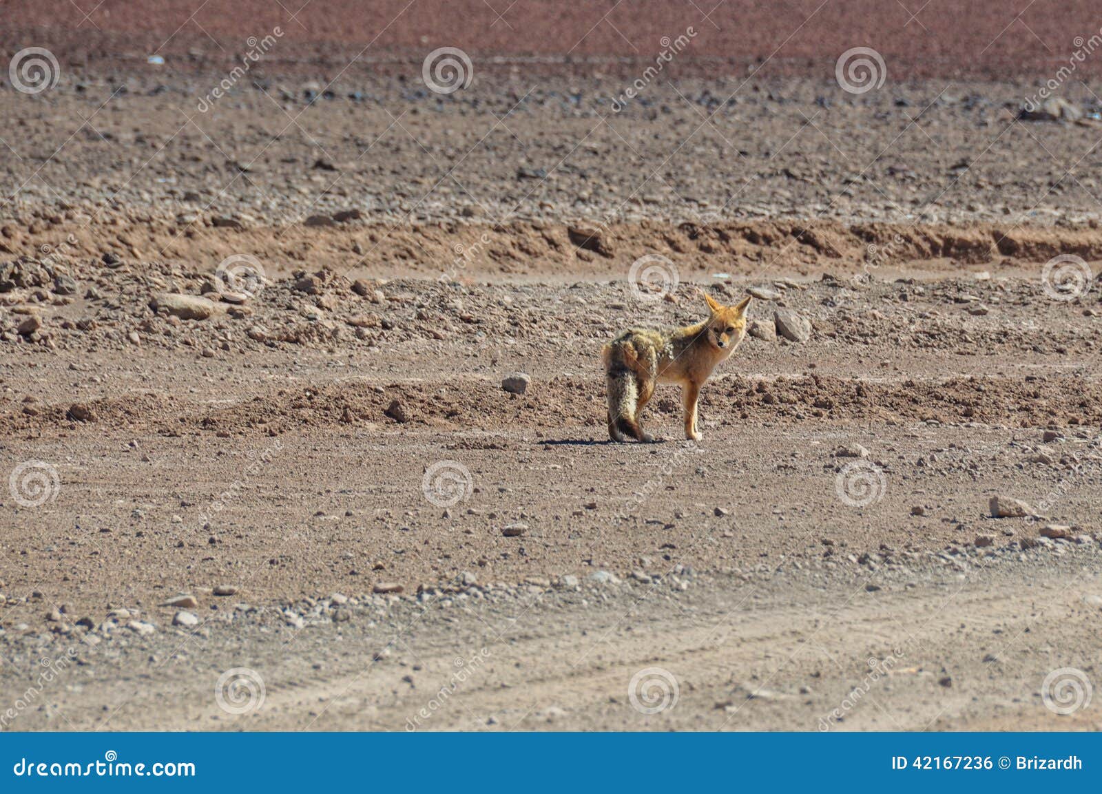 desert fox in sur lipez, south bolivia