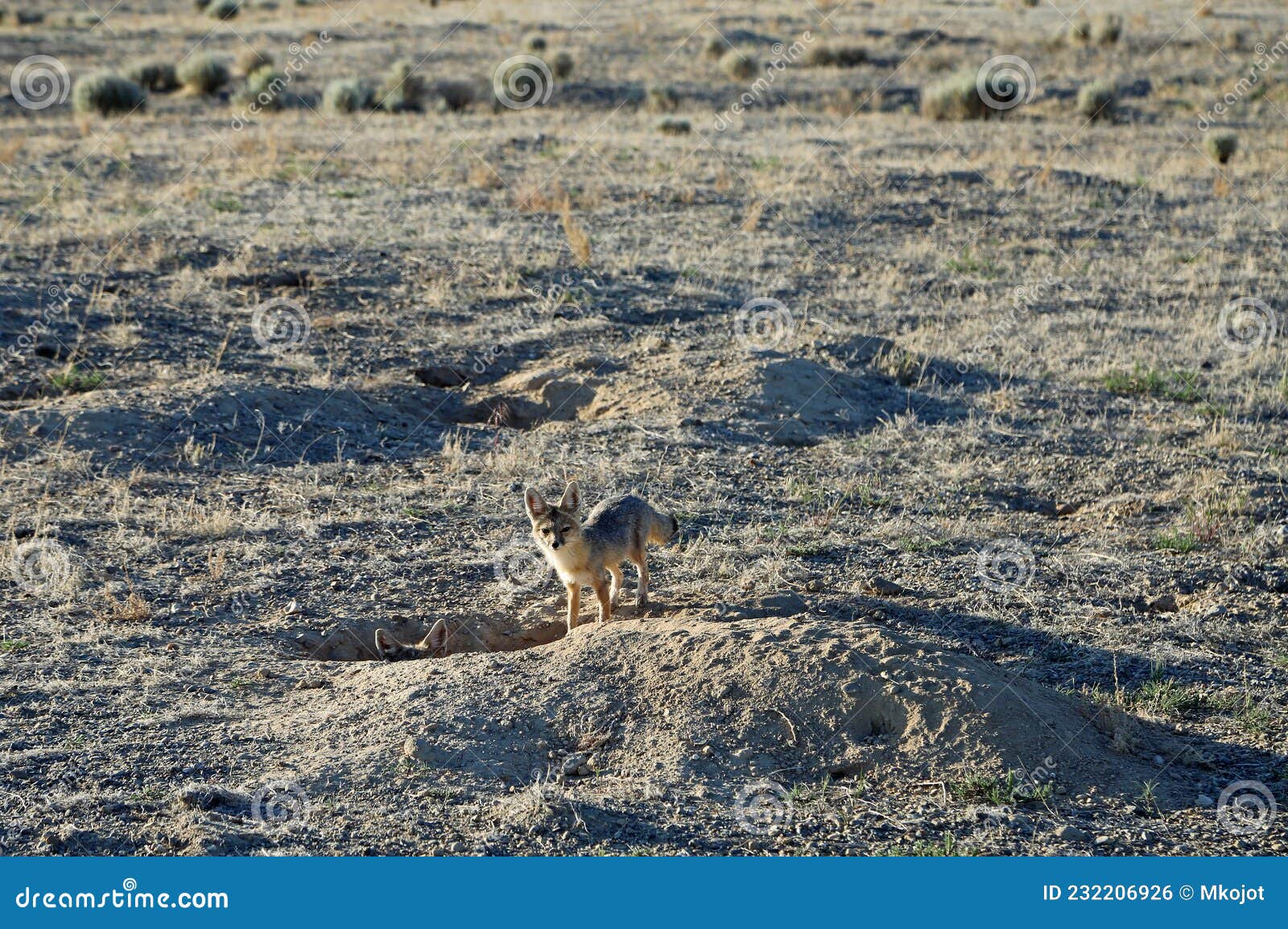 Kit foxes stock photo. Image of hole, desert, animal 232206926