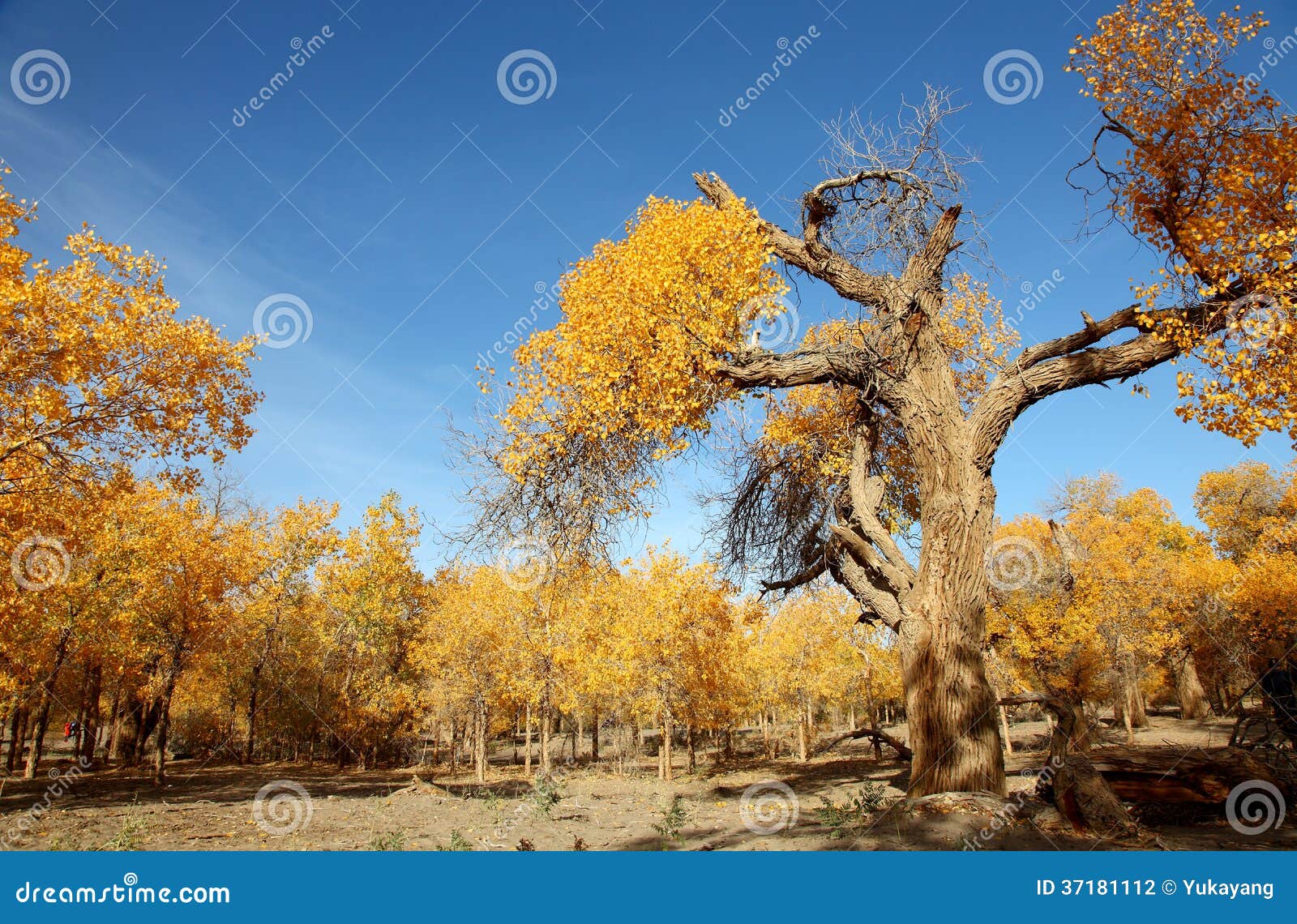 the desert hero- ejinaqi populus euphratica