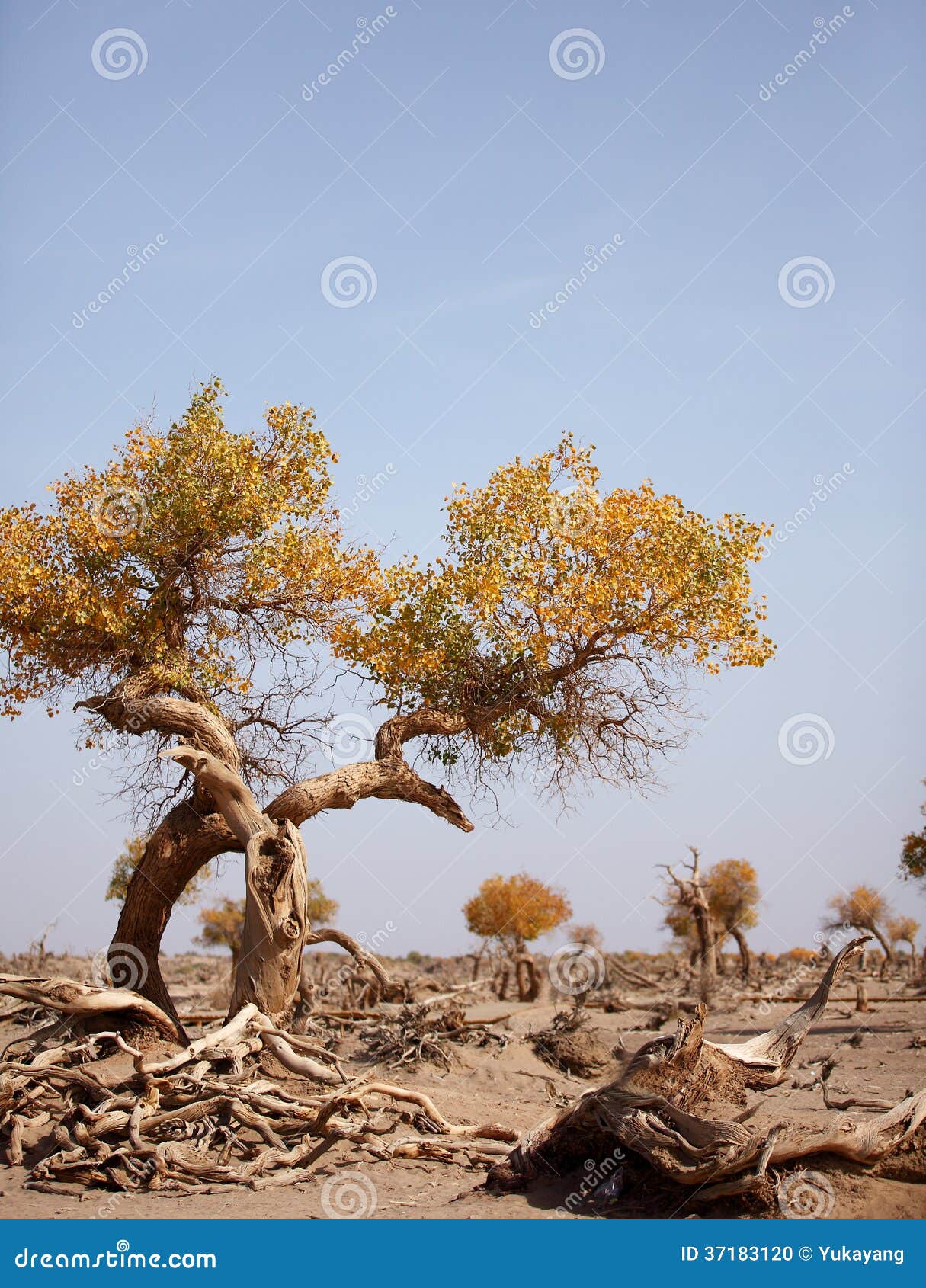 the desert hero-withered tree in ejinaqi