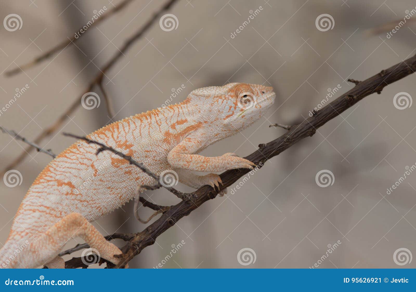 desert iguana on branch