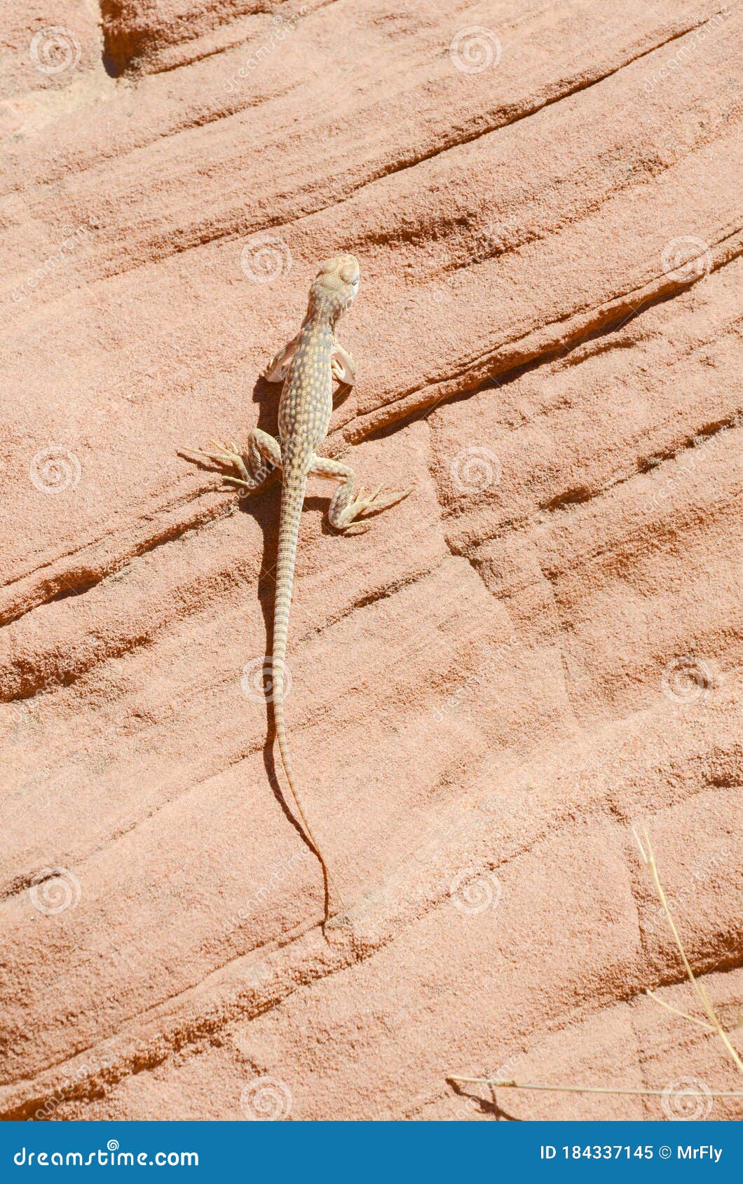 desert iguana sitting on a redrock