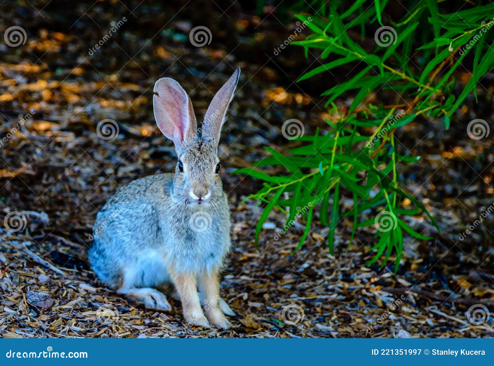 desert inhabitant cottontail rabbit