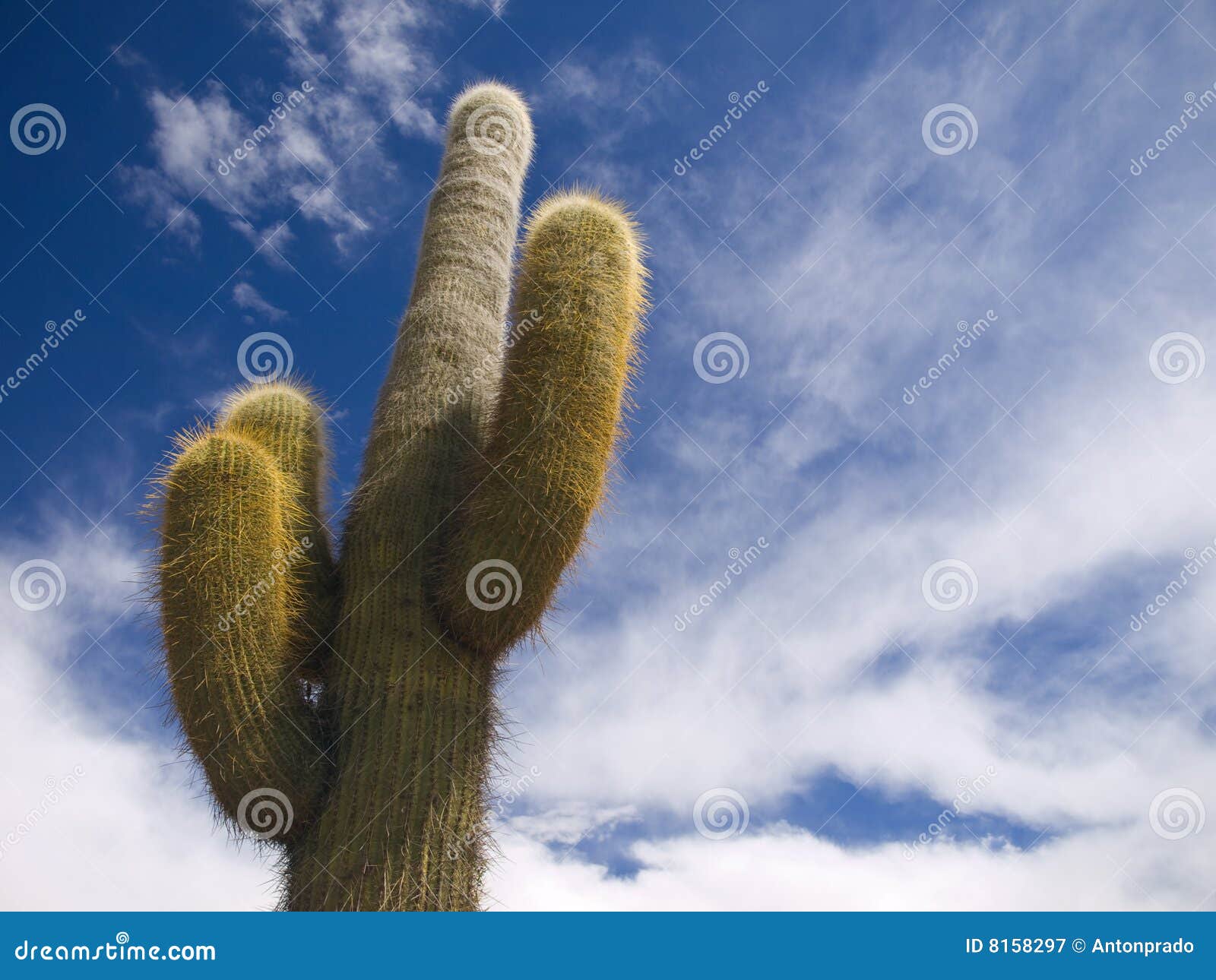 Desert king stock image. Image of america, horizontal - 8158297