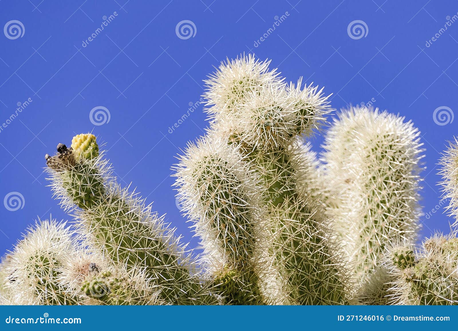 Desert Landscape with Cacti Near Tucson, Arizona Stock Photo - Image of ...