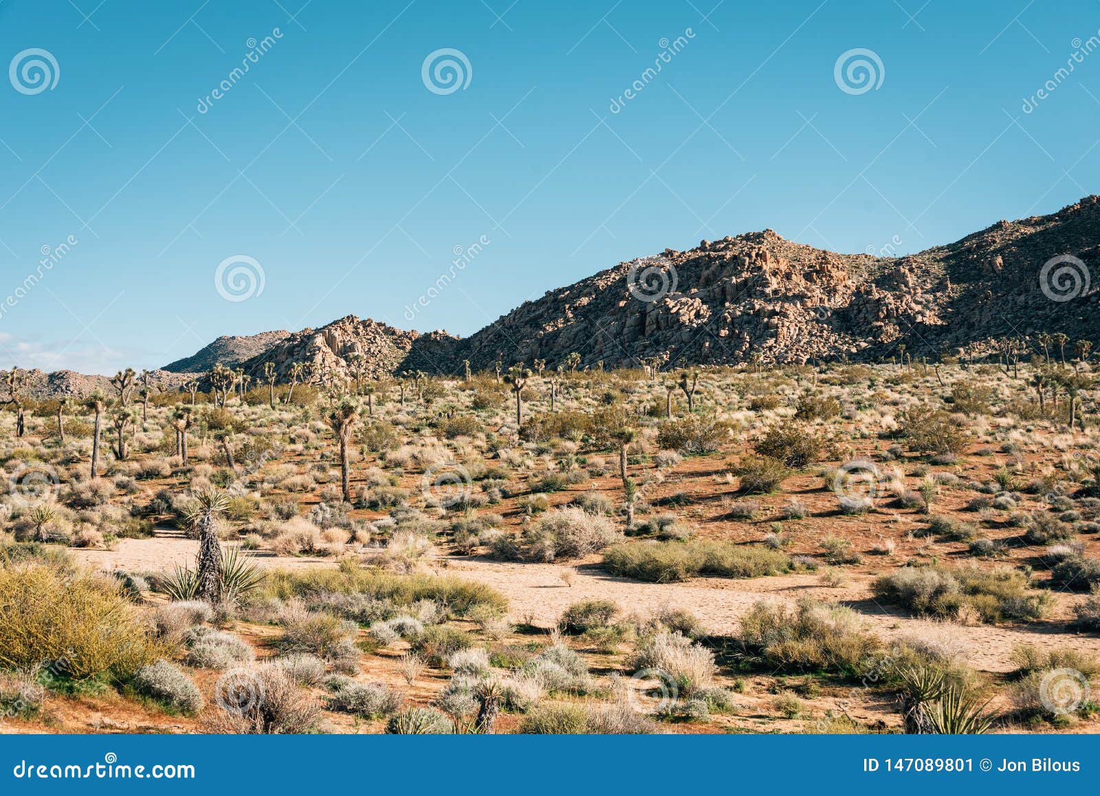 Desert Landscape in Joshua Tree National Park, California Stock Image ...