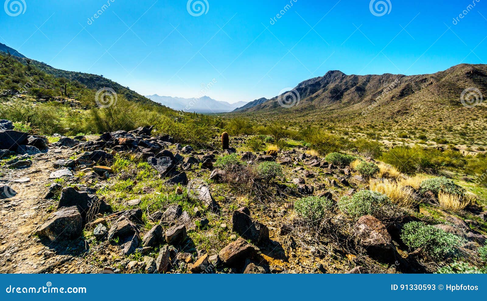 desert landscape with saguaro and barrel cacti along the bajada hiking trail in the mountains of south mountain park