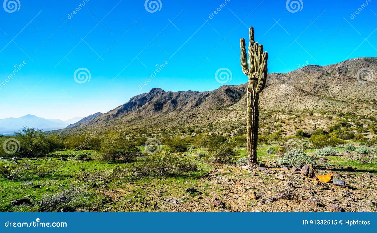 desert landscape with tall saguaro cactus along the bajada hiking trail in the mountains of south mountain park