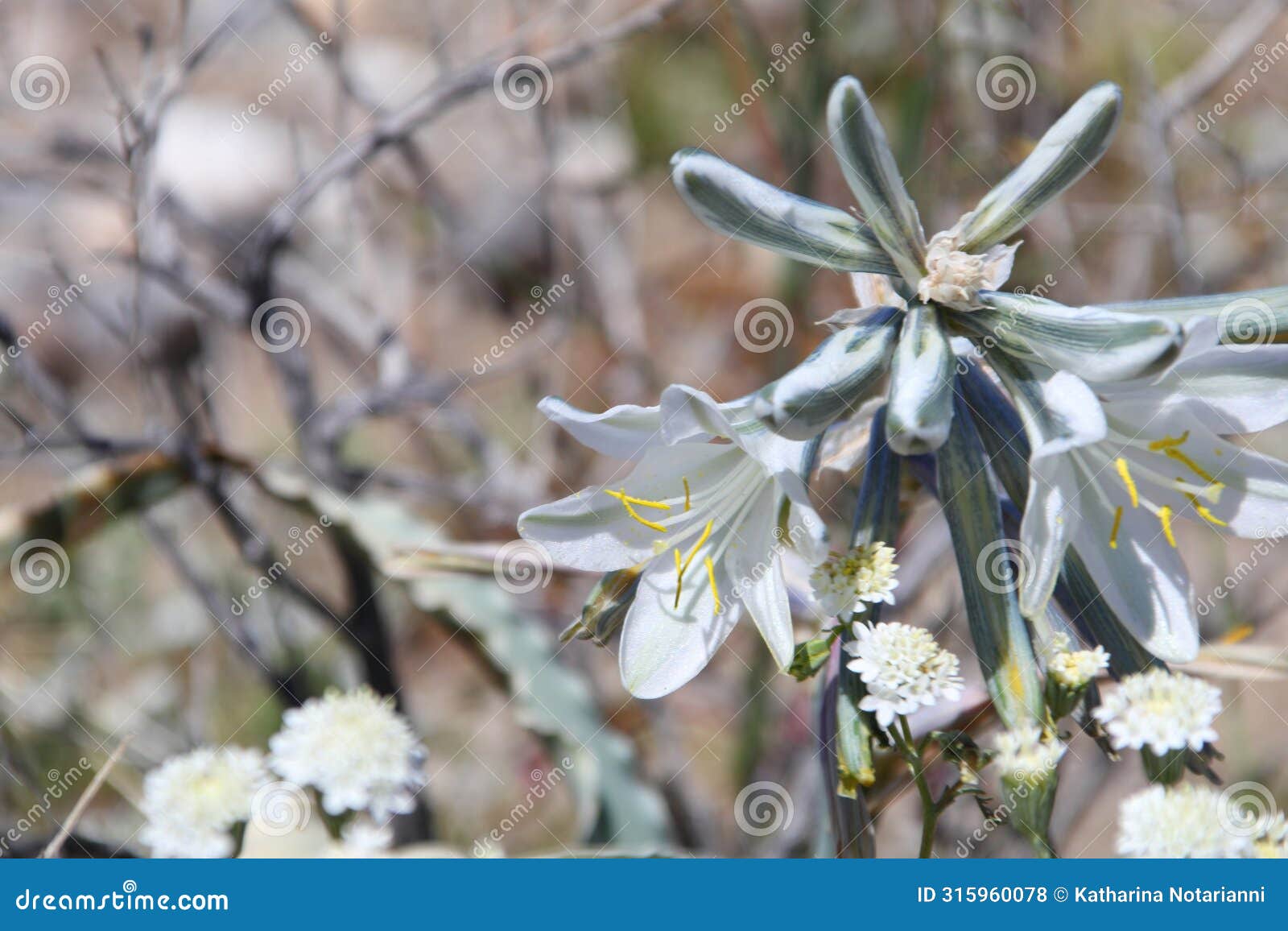 california wildflower series - desert lily - hesperocallis undulata - anza-borrego desert state park