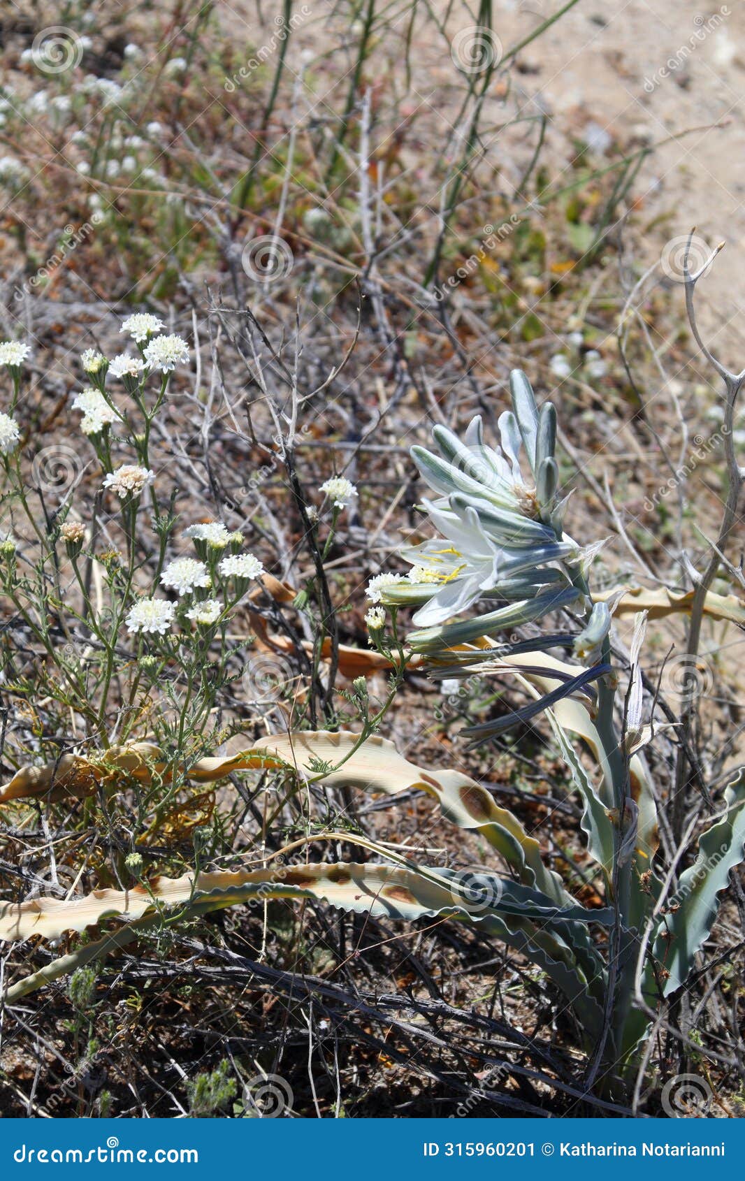 california wildflower series - desert lily - hesperocallis undulata - anza-borrego desert state park
