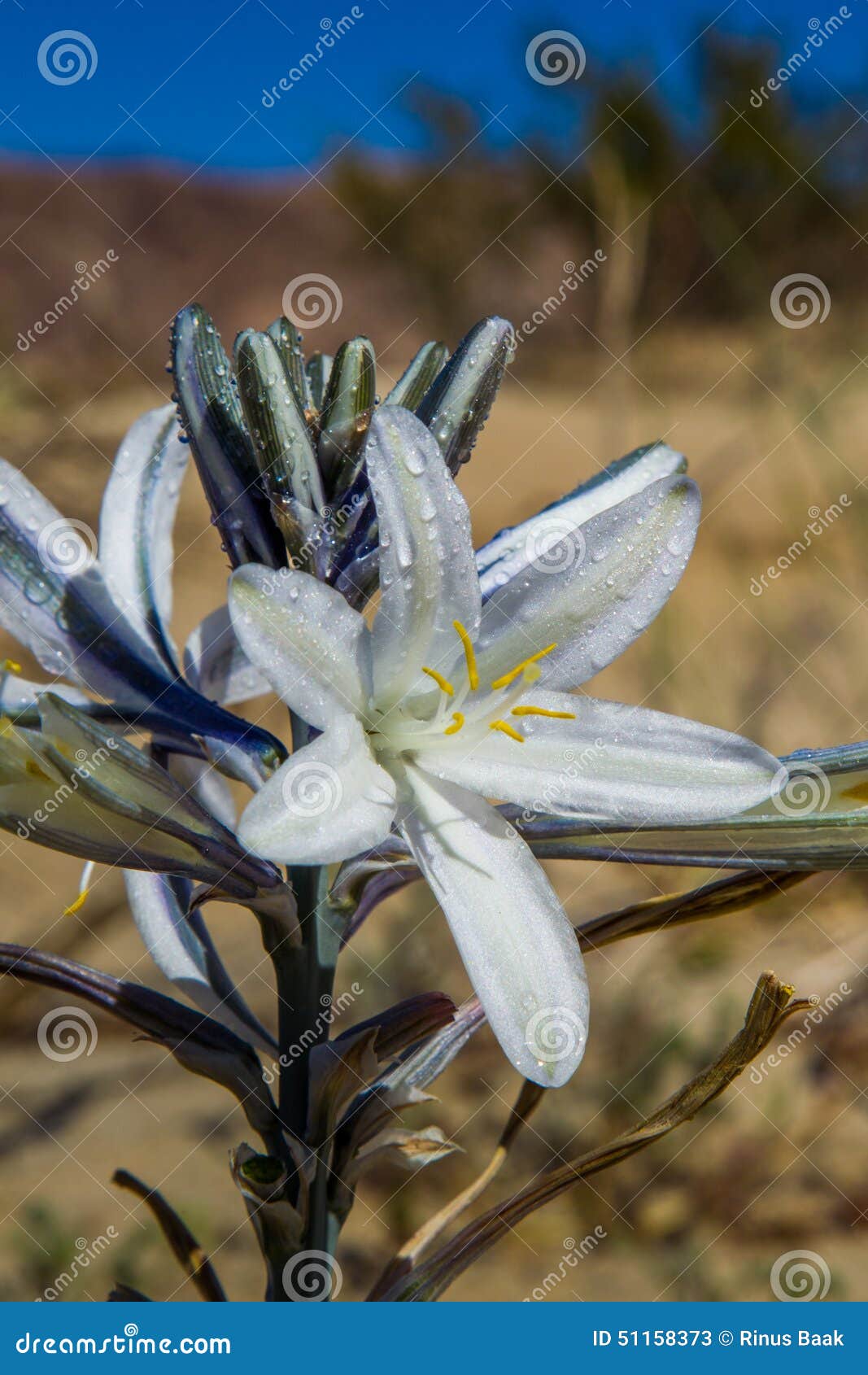 Desert Lily stock image. Image of shaped, desert, plant 51158373