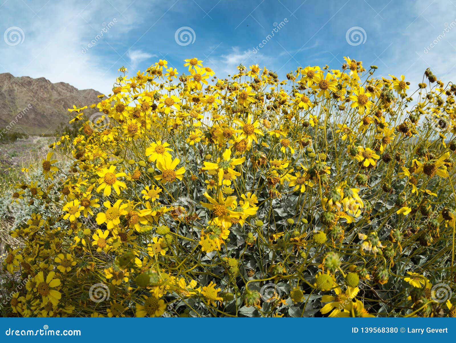 Brittlebush Colors the Desert Stock Photo Image of blooming, flower