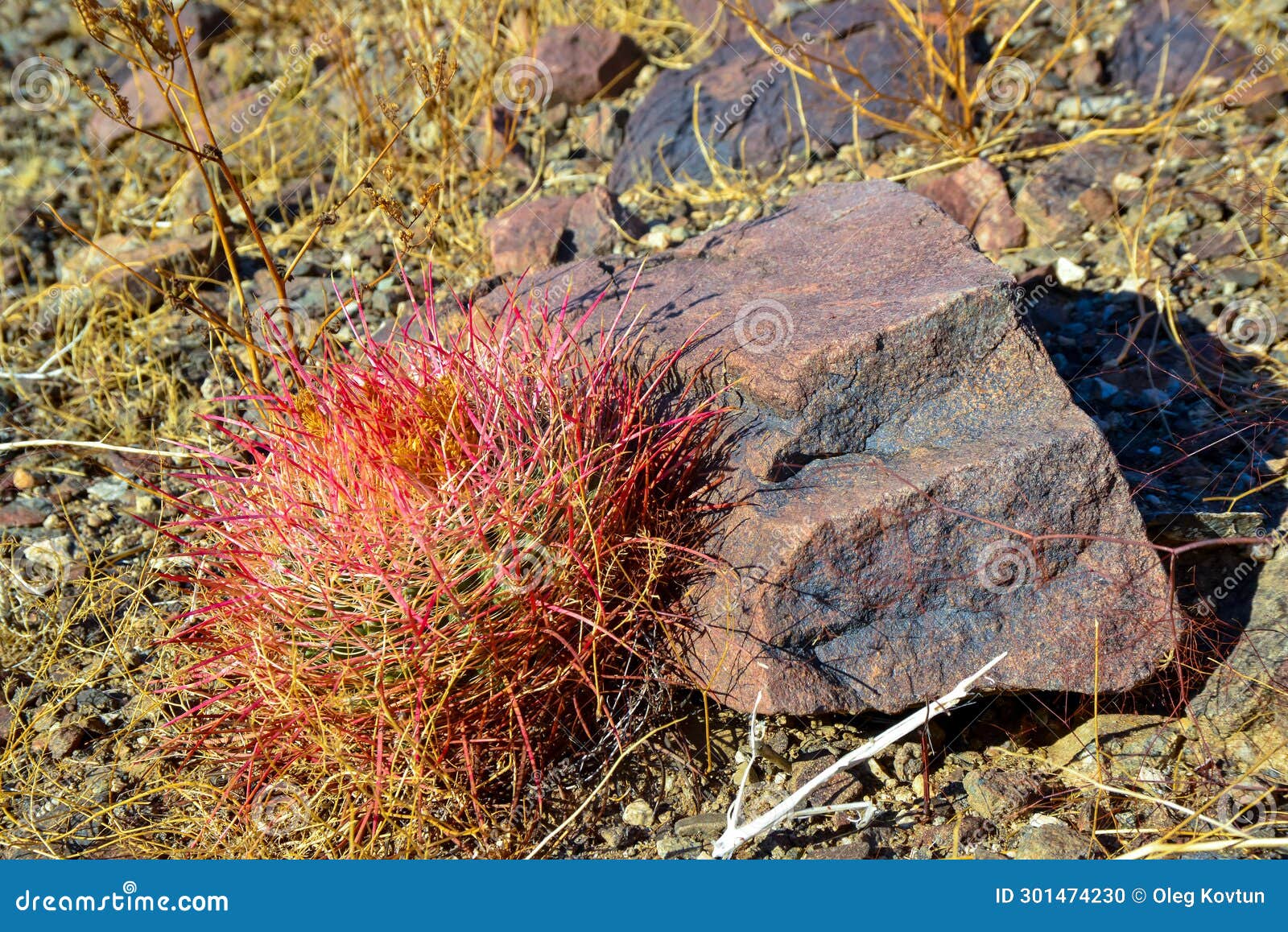 desert mountain landscape with cacti. desert barrel cactus ferocactus cylindraceus, joshua tree national park, south california