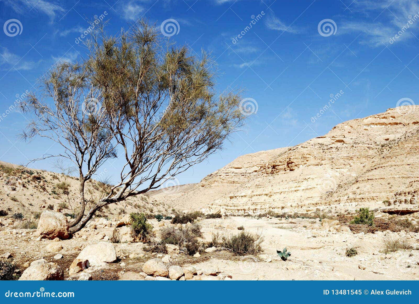 desert negev